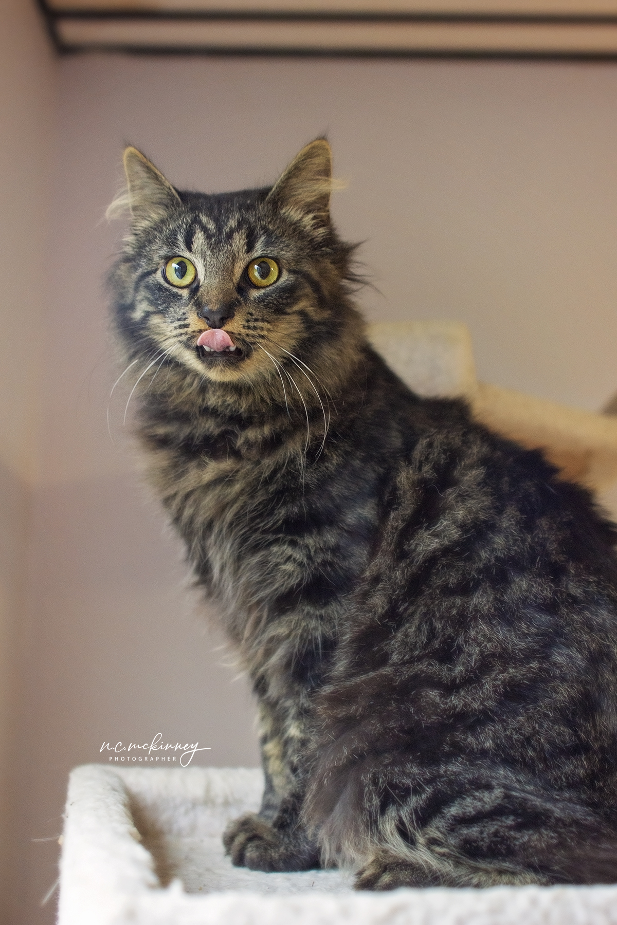 Knox-Whitley Animal Shelter Corbin