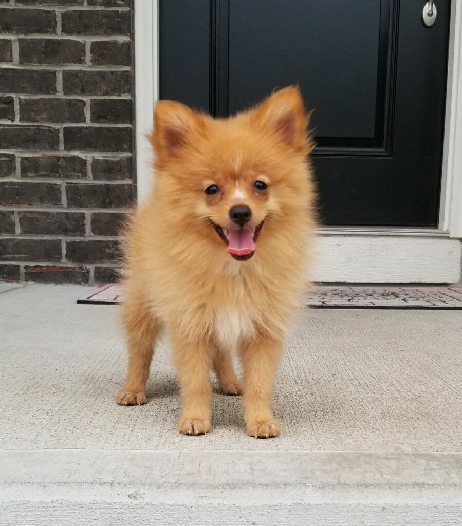 Steeplechase Kennels & Boarding Corbin