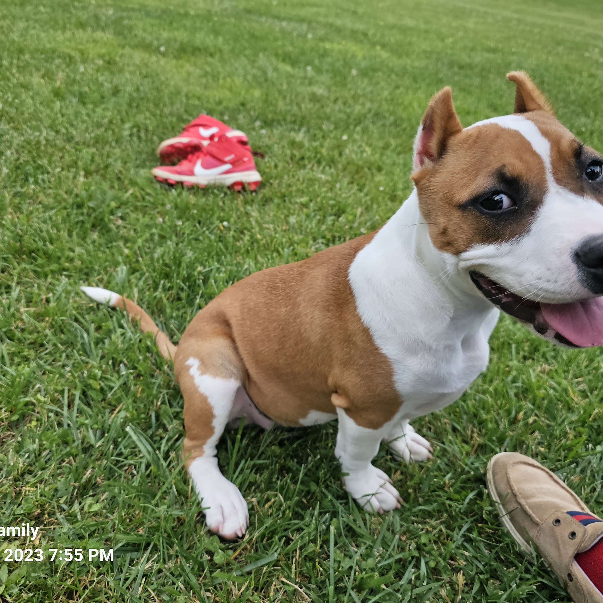 Steeplechase Kennels & Boarding Corbin