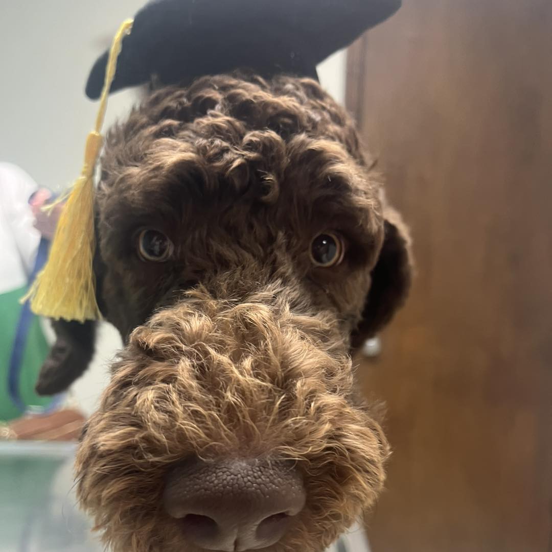 Corbin Animal Health And Wellness Center Corbin