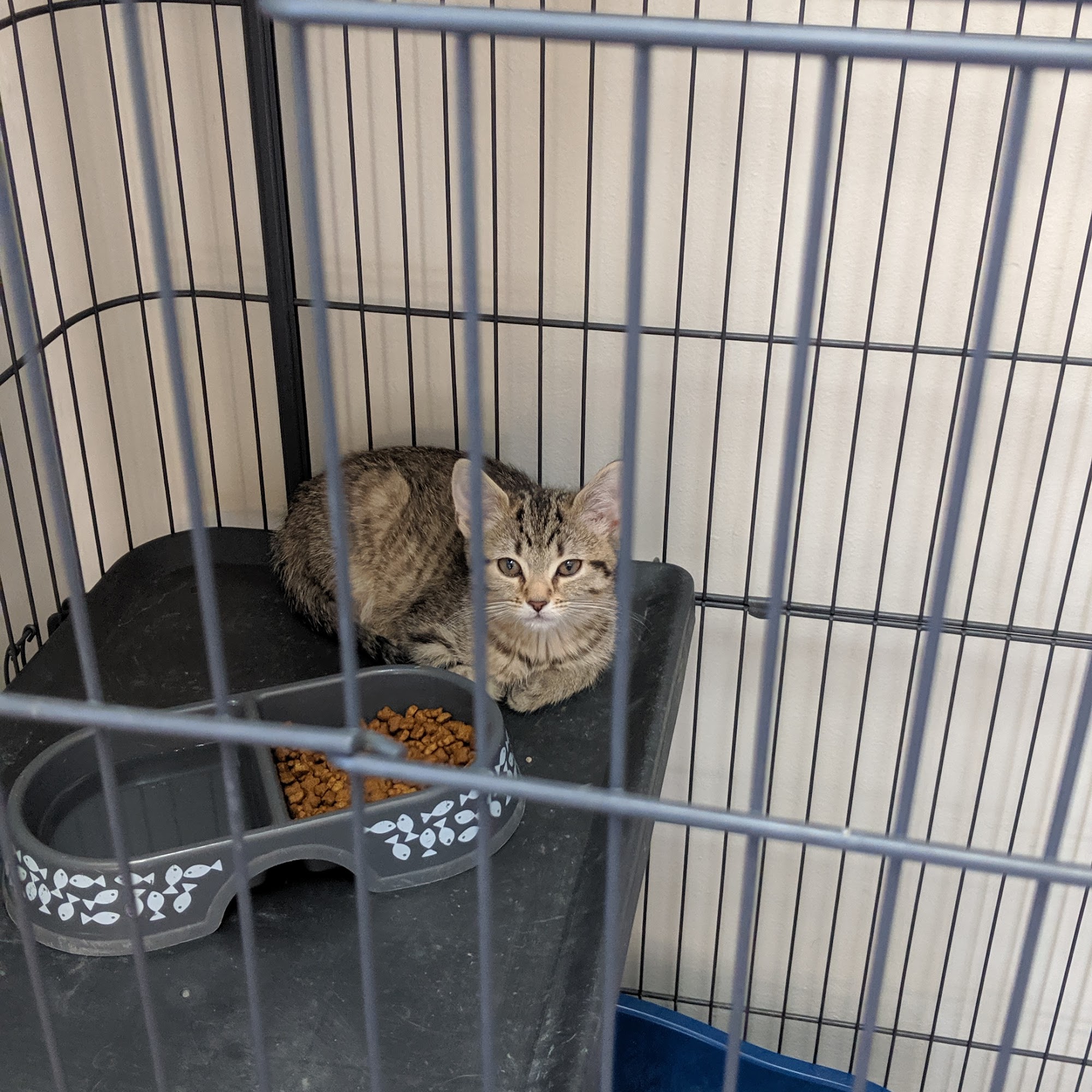 Veterinary Medical Center of Independence Covington