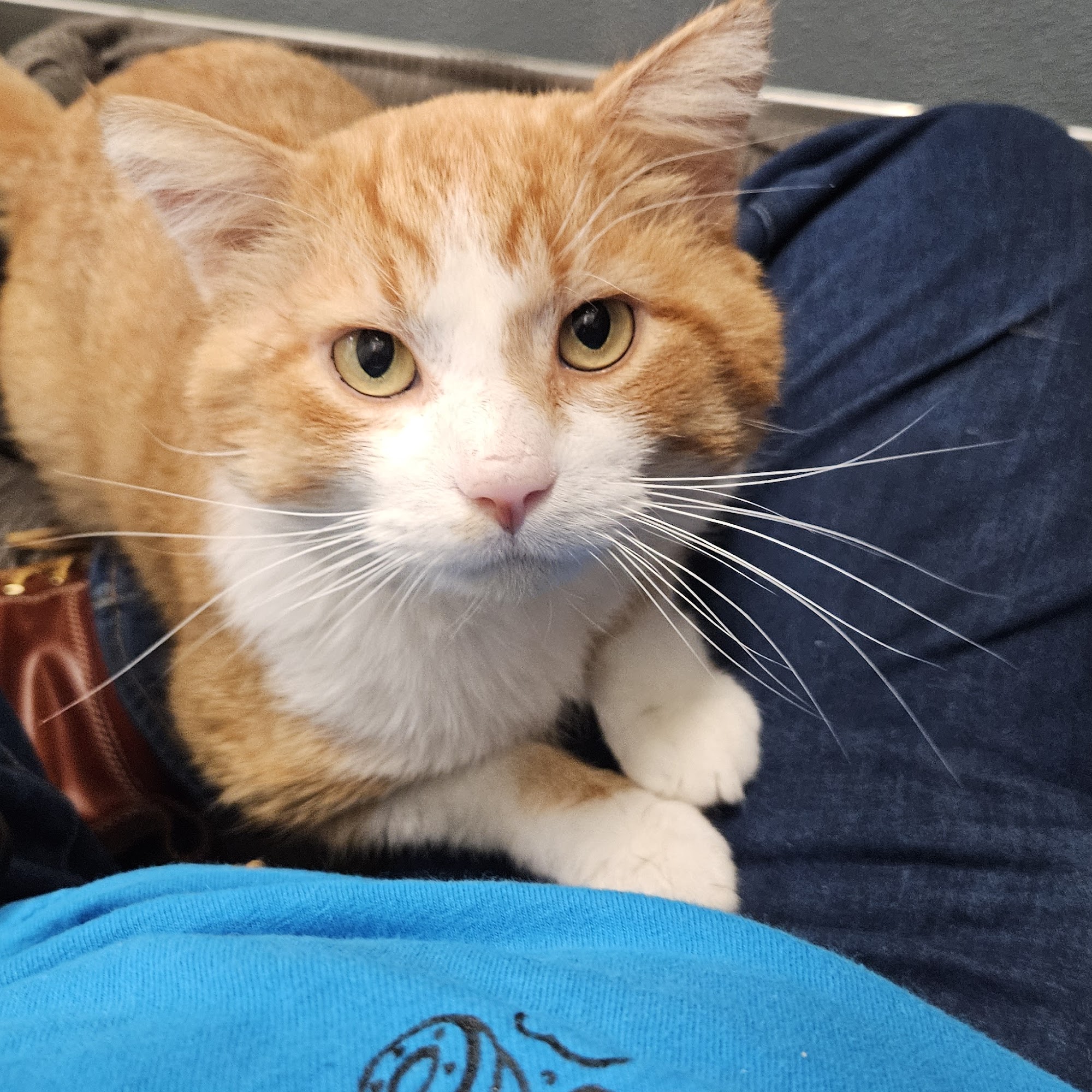 Kenton County Animal Services Covington