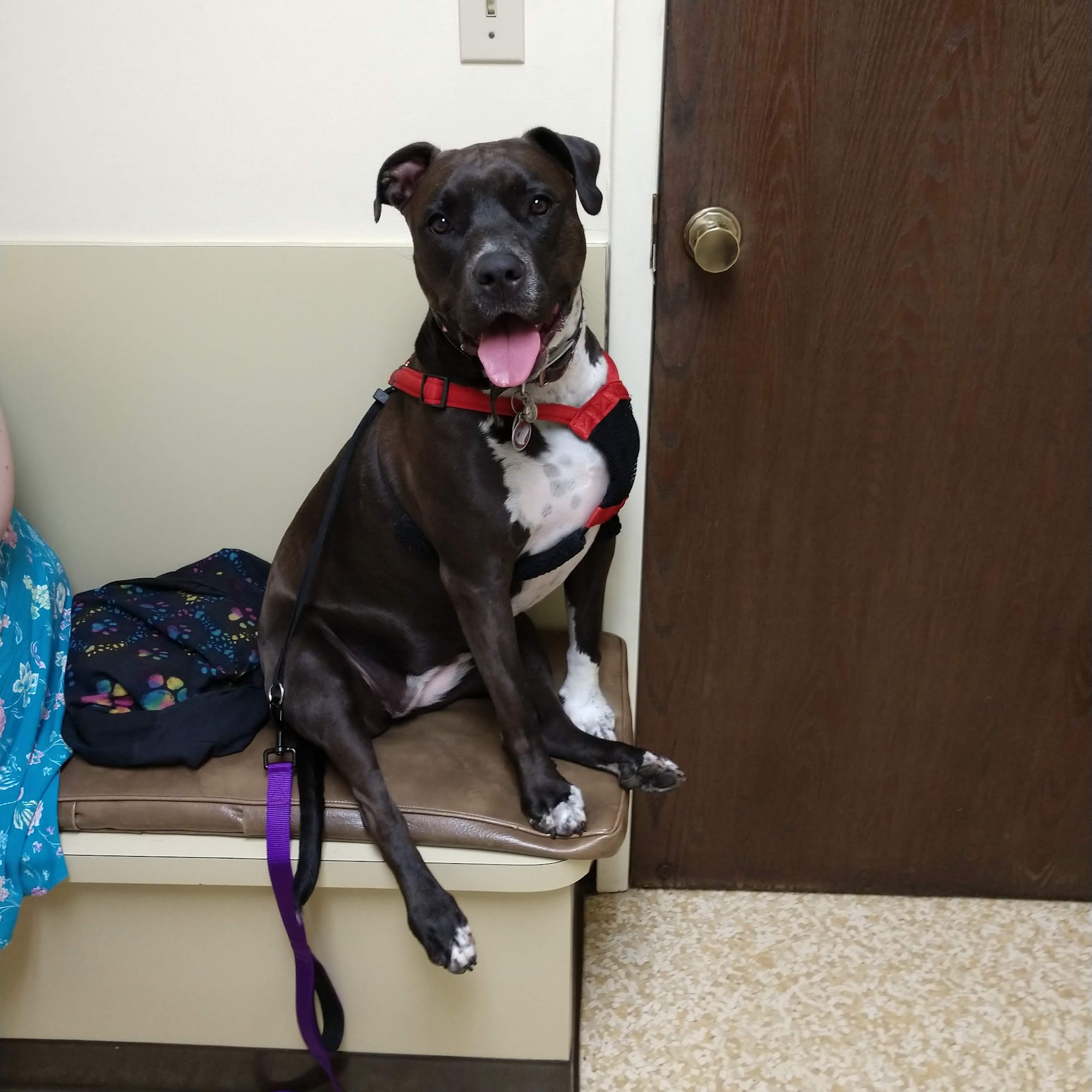 Crescent Springs Animal Hospital Crescent Springs