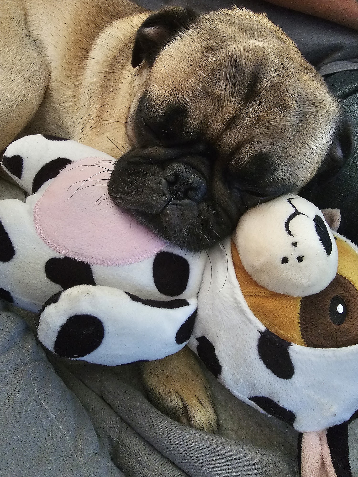 Kentucky Paws Animal Hospital Crescent Springs