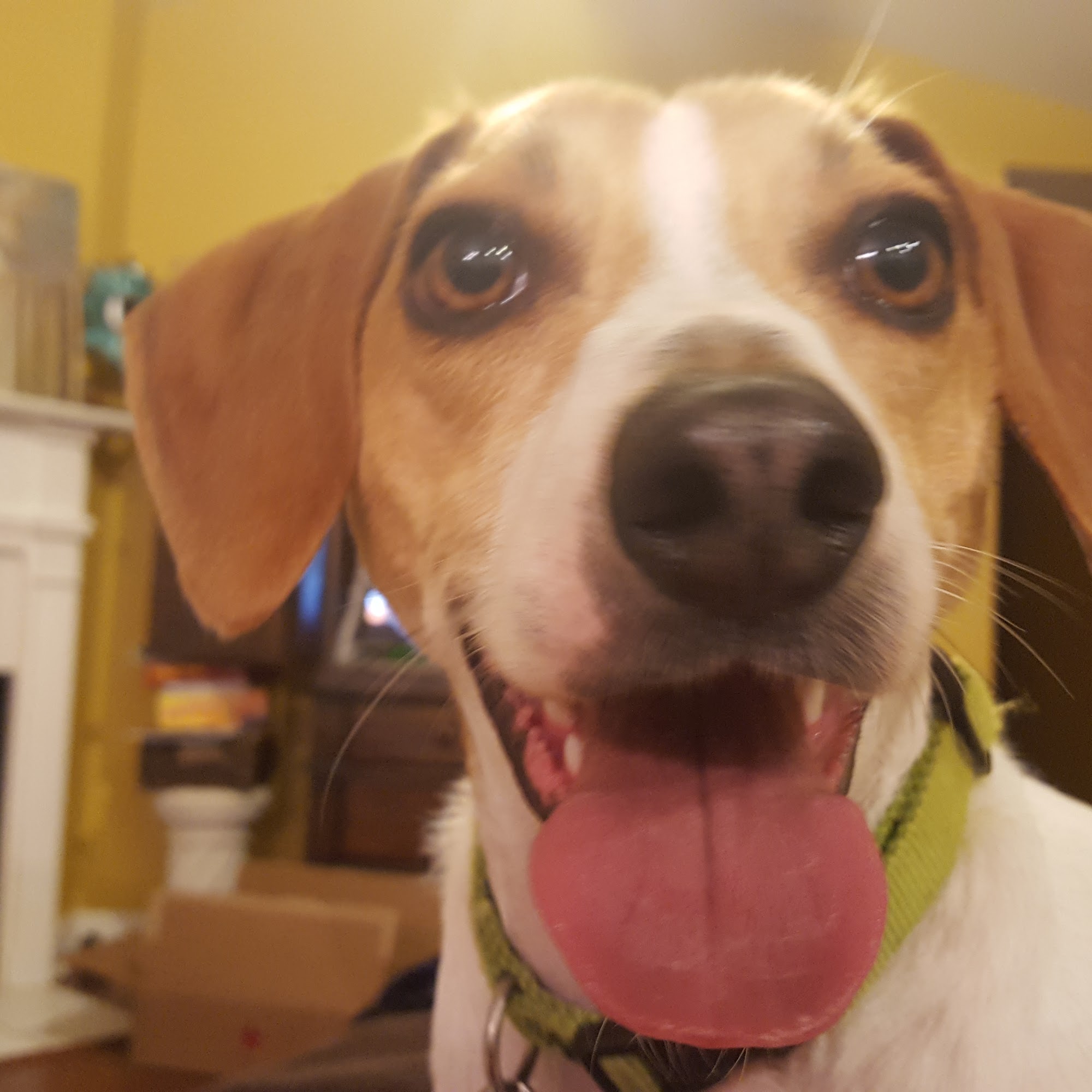 Crestwood Animal Hospital Crestwood