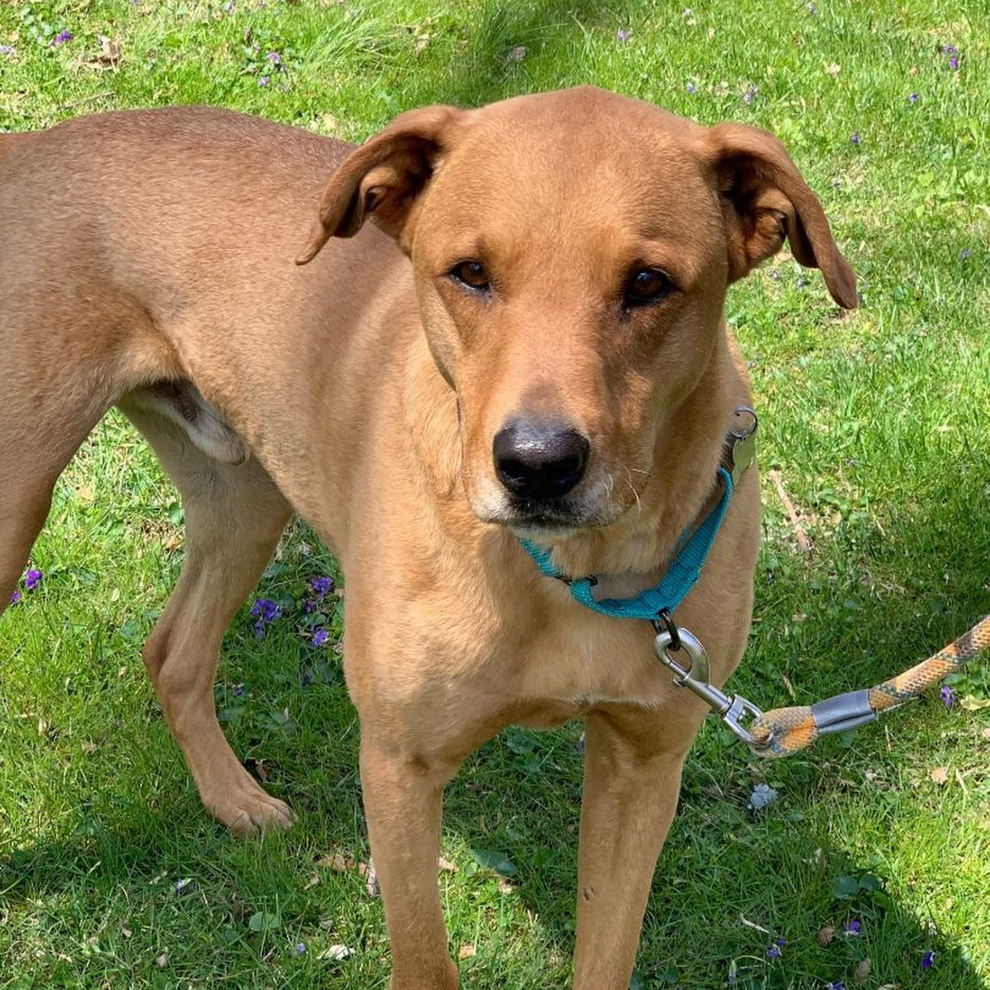 Adopt Me! Bluegrass Pet Rescue -- By Appointment Only Crestwood