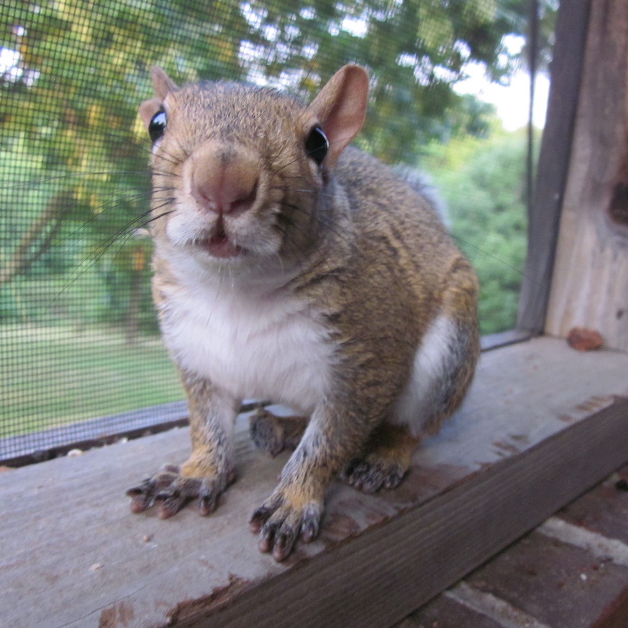 Ark Veterinary Clinic Cynthiana