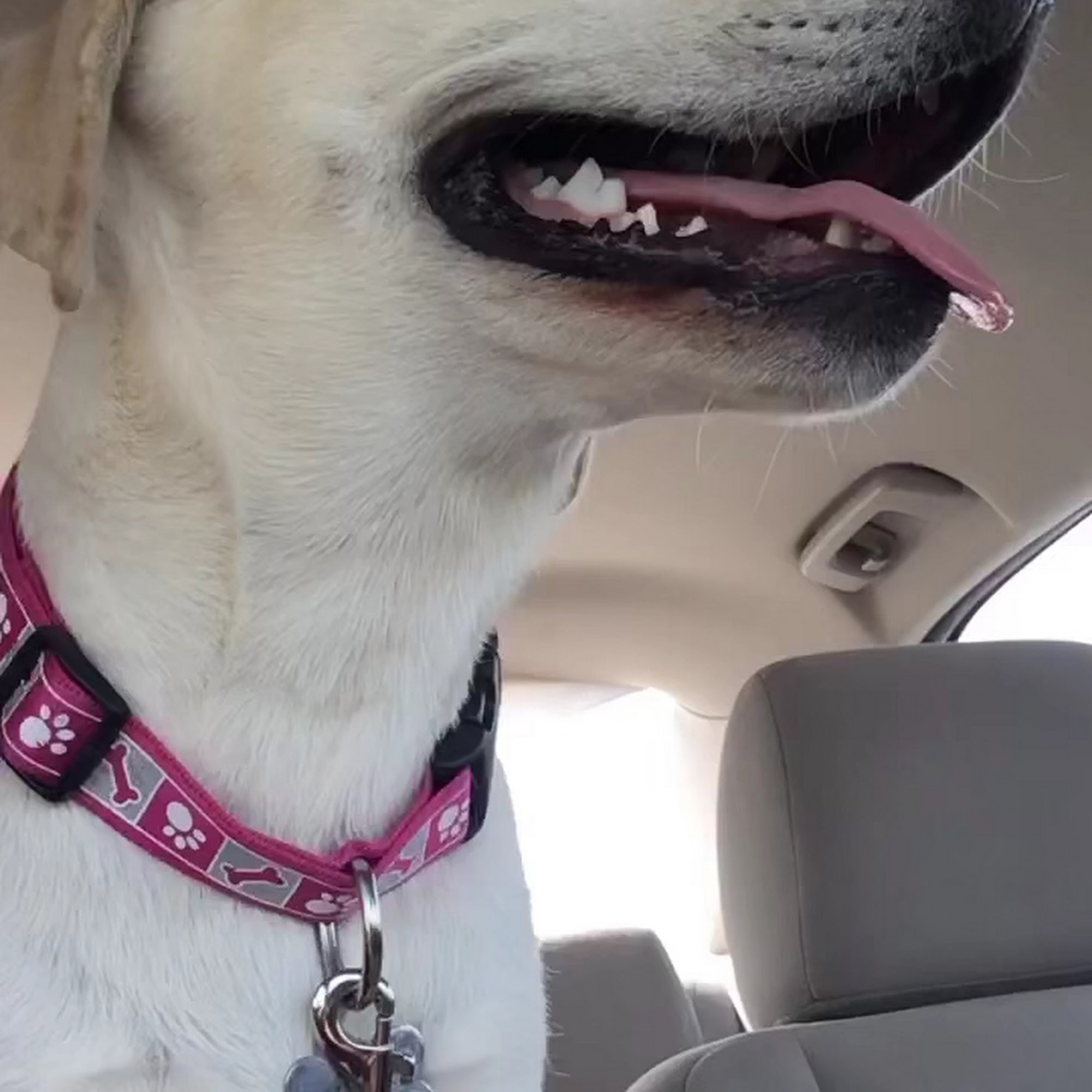 Town & Country Animal Clinic Danville