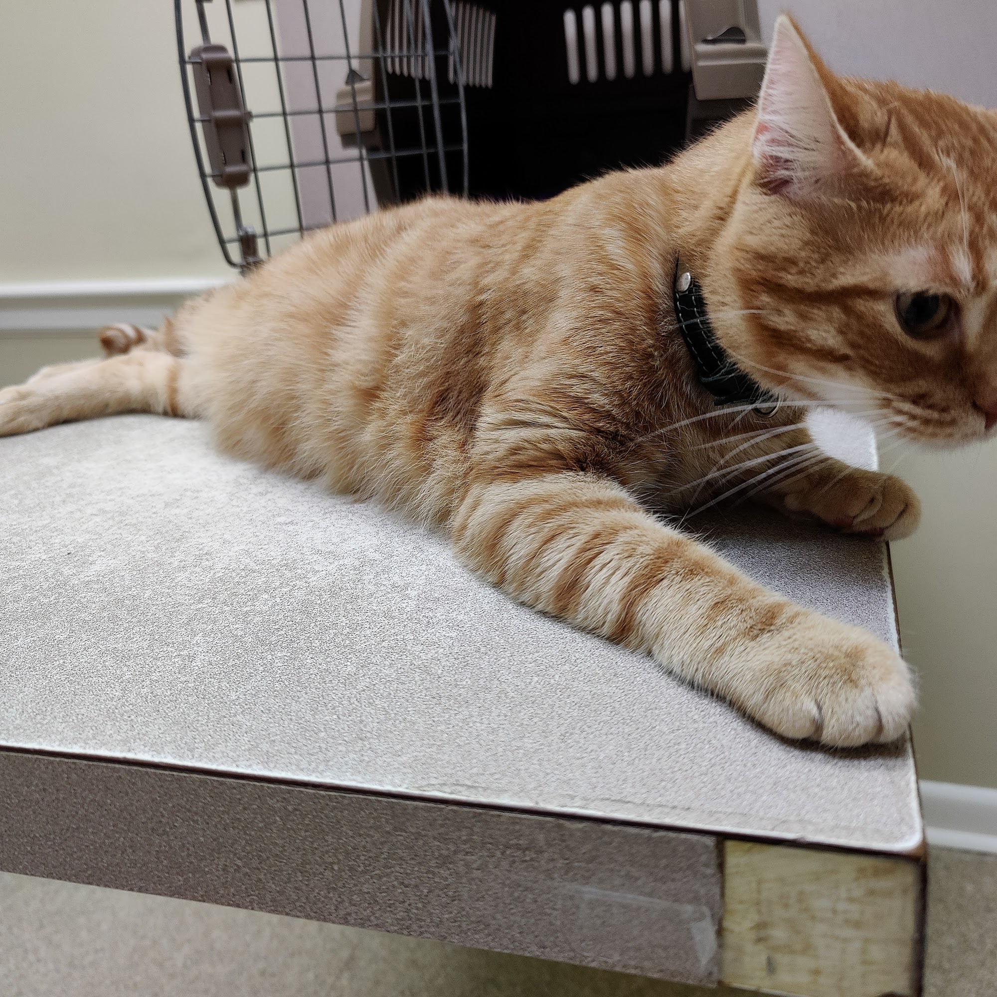 Nash, Cleveland, & Godfrey Veterinary Clinic Danville