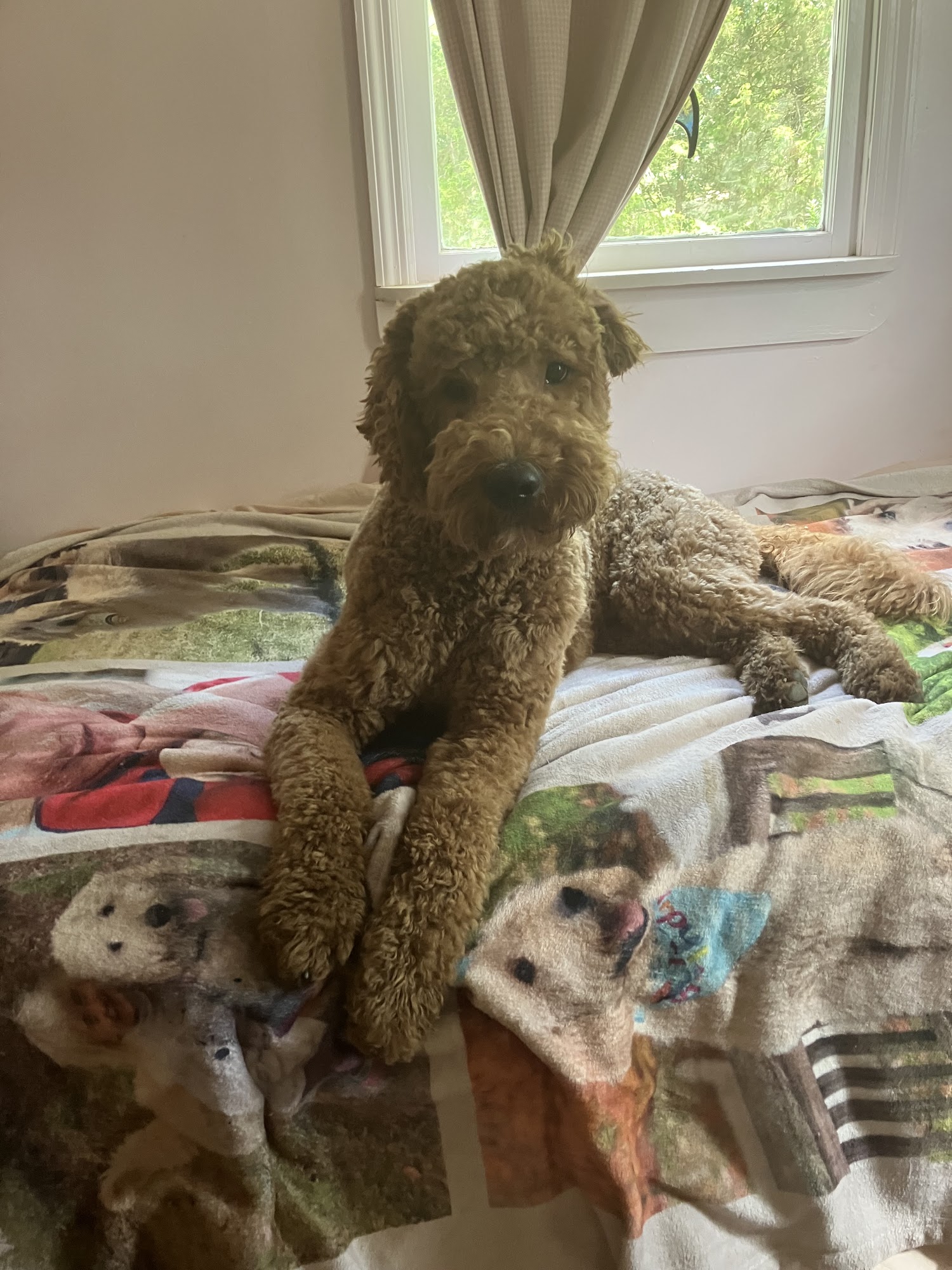 Parkers Place Kennels, LLC Danville