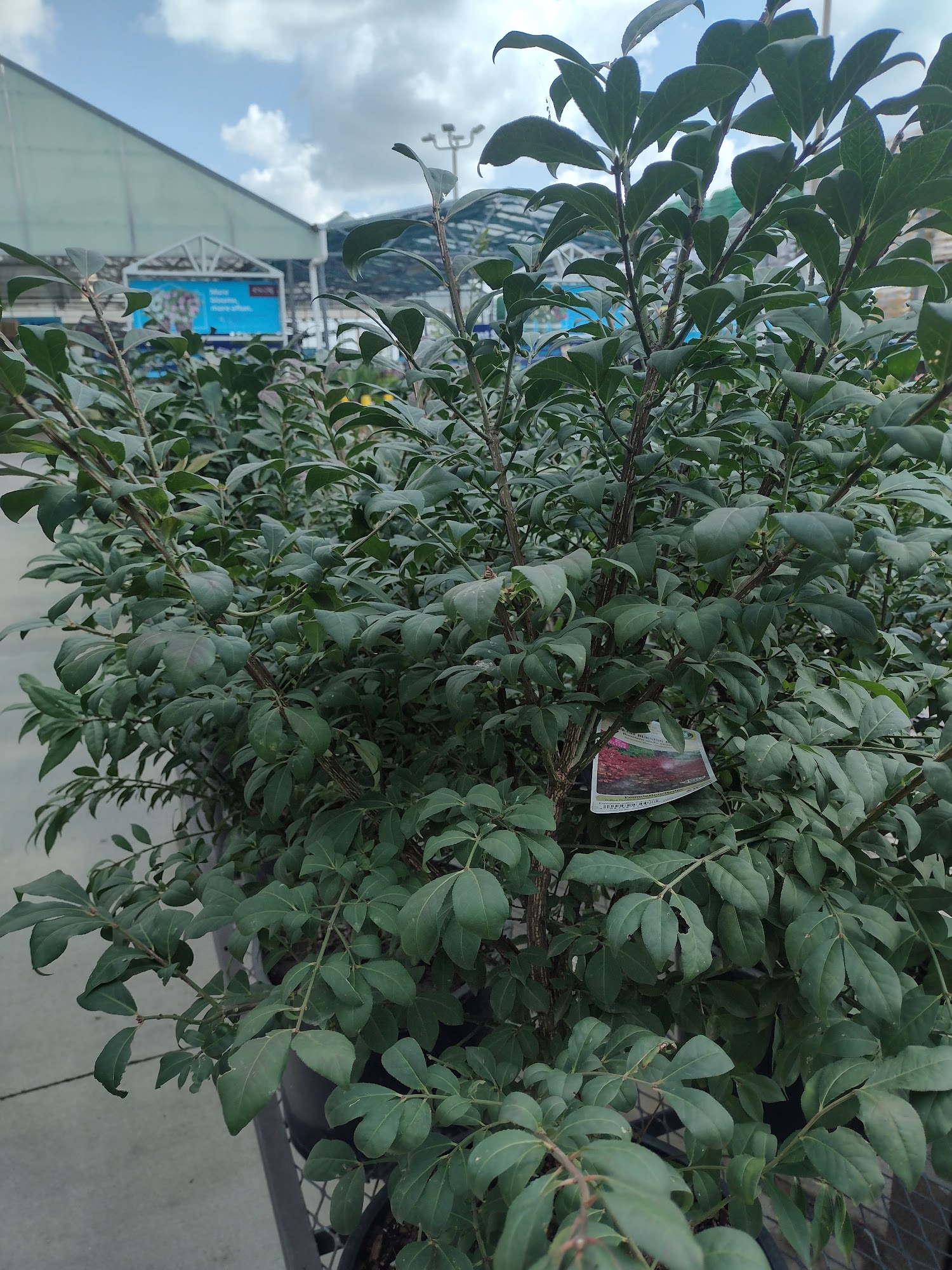 Lowe's Garden Center