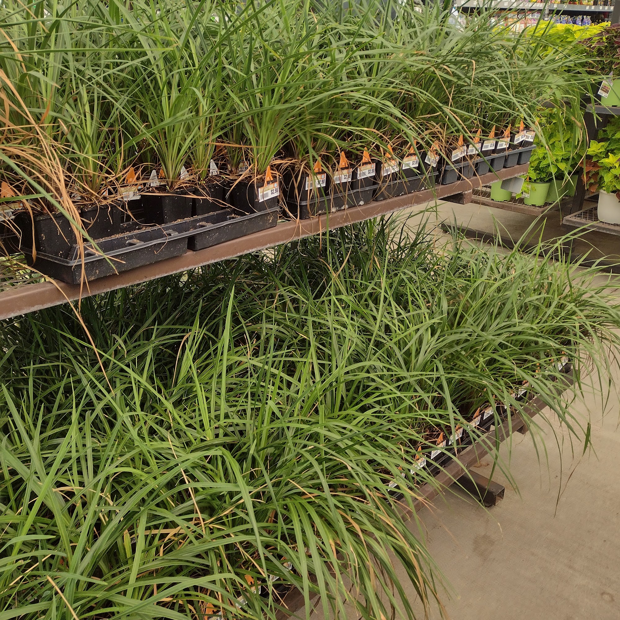 Lowe's Garden Center