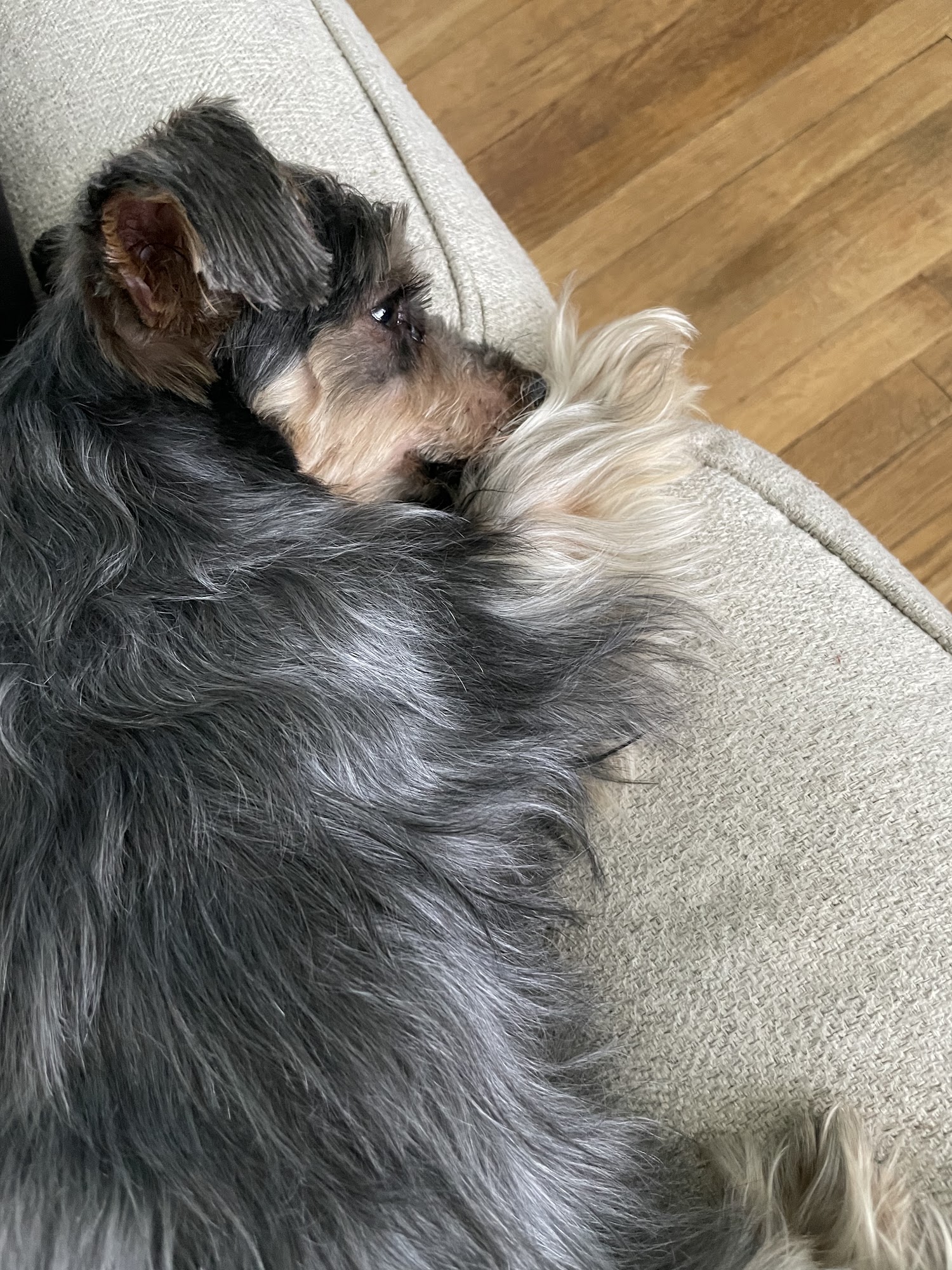 Feeders Pet Supply Danville