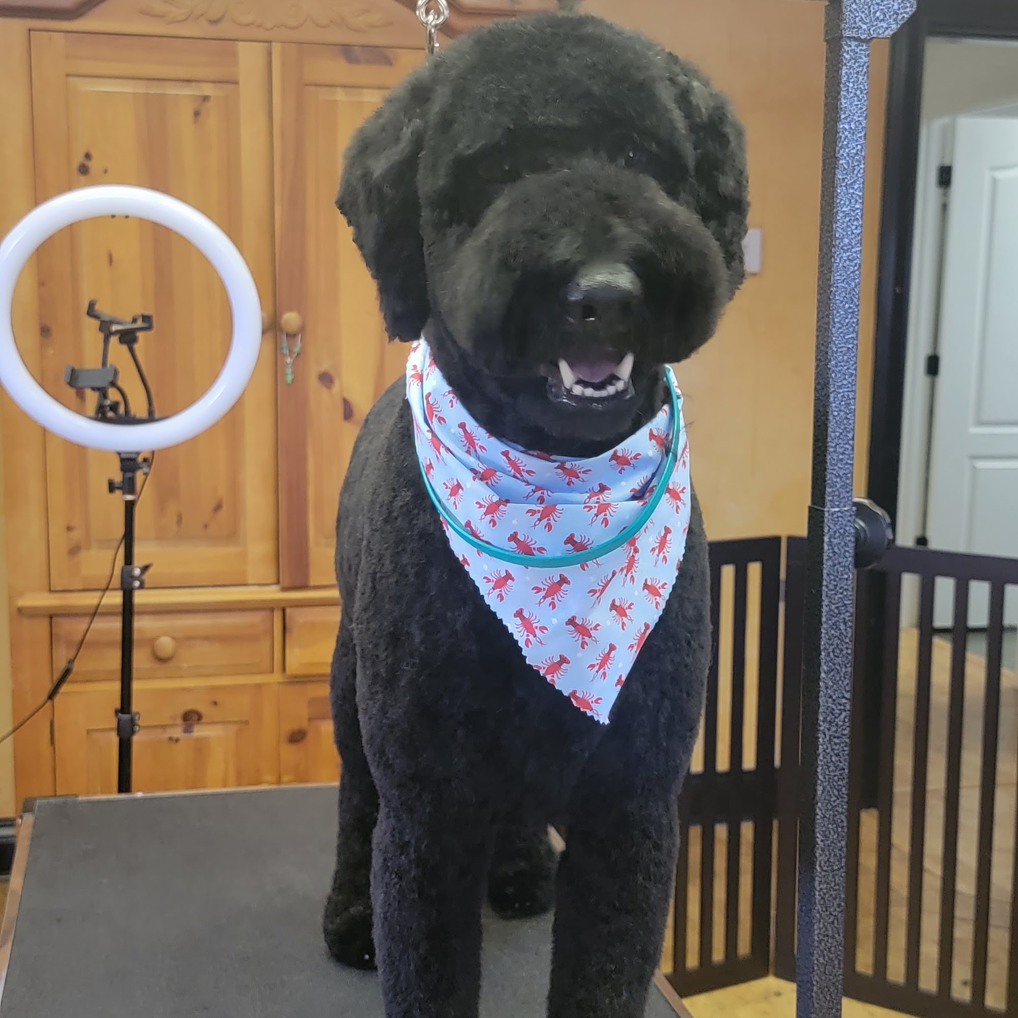 The Barking Lot Danville Danville