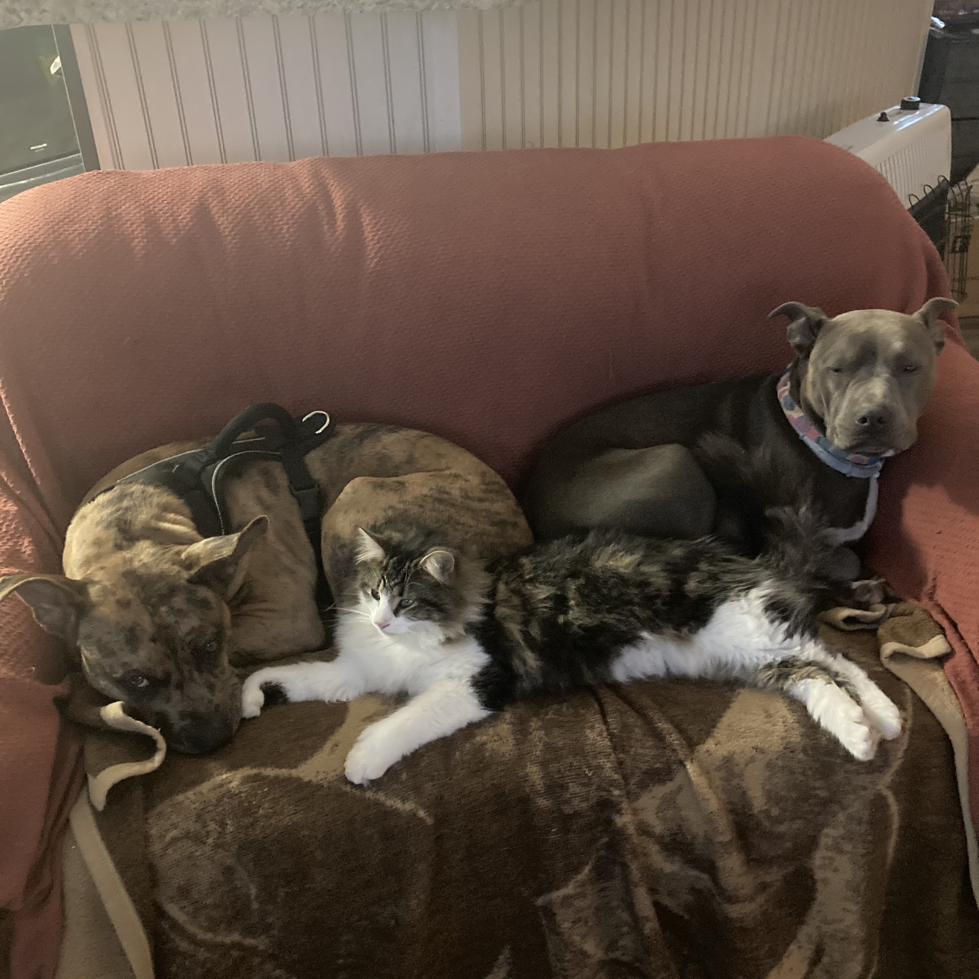 Lyon County Animal Hospital Eddyville