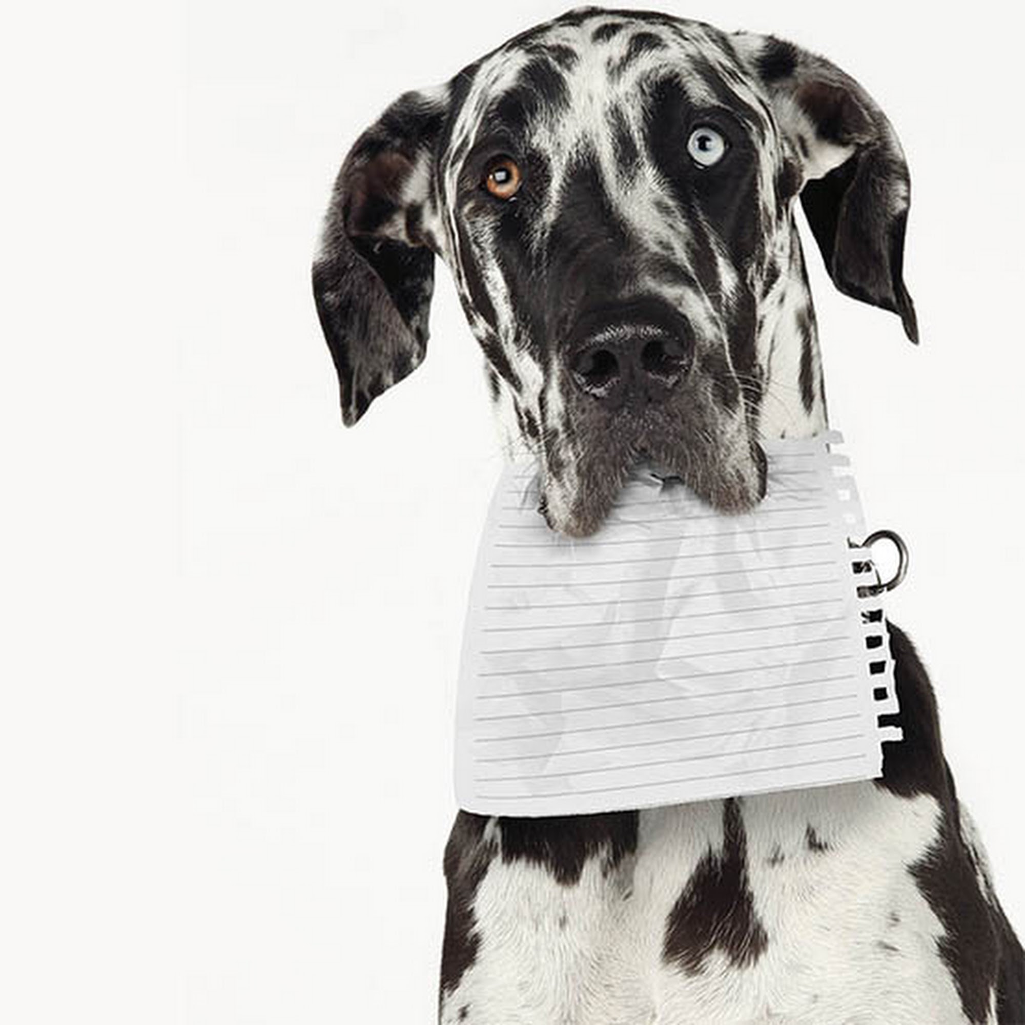 Helmwood Veterinary Clinic Elizabethtown