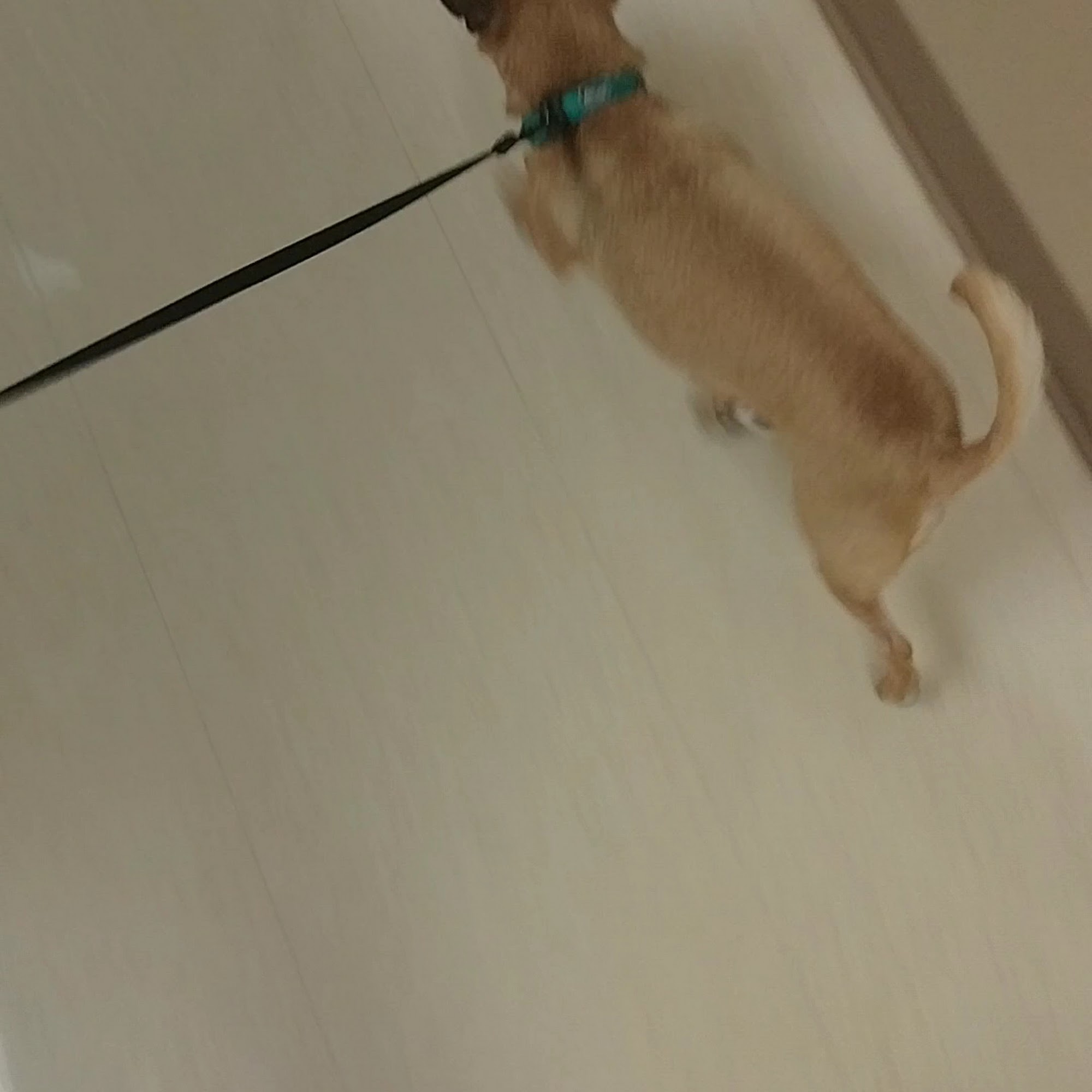 Elizabethtown Animal Hospital Inc Elizabethtown