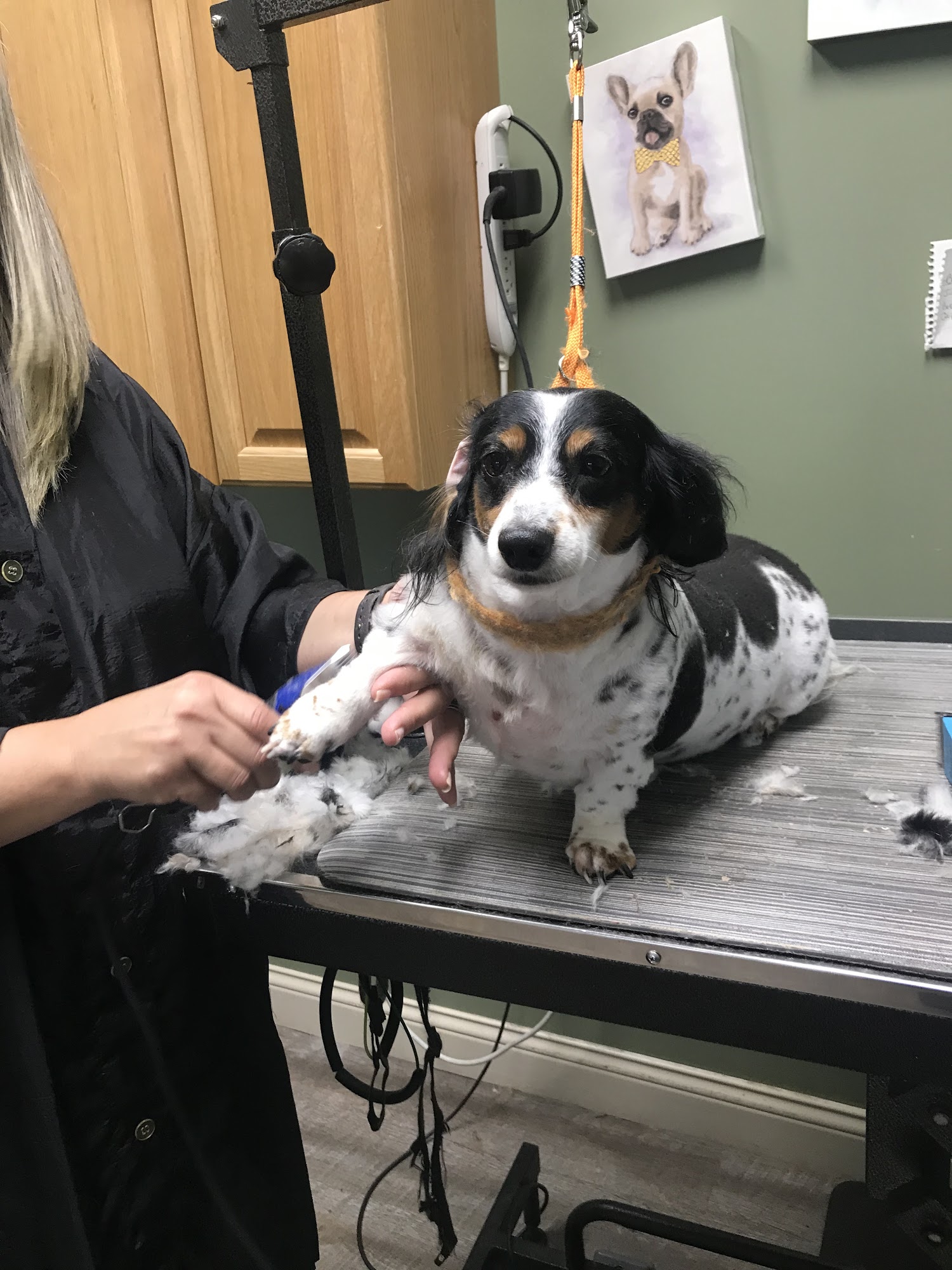 Shaggy Dog Pet Grooming Elizabethtown