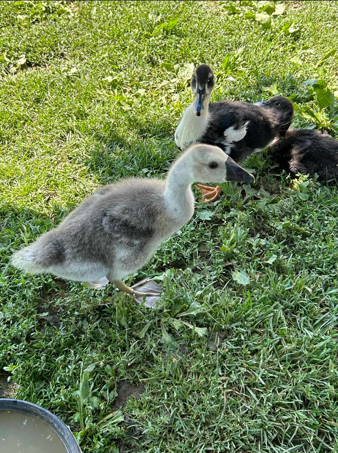 Fauna Flora Homestead