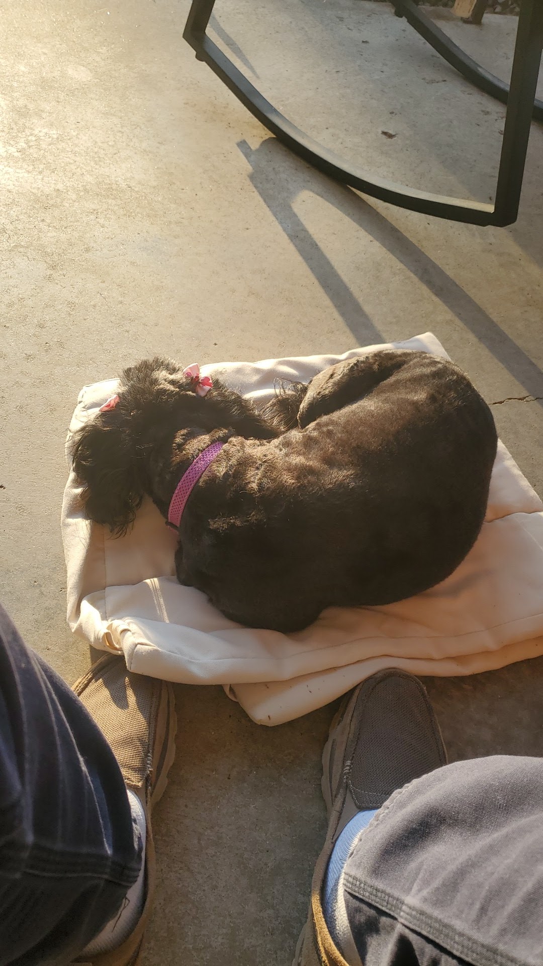 Clippet Pet Salon Elizabethtown