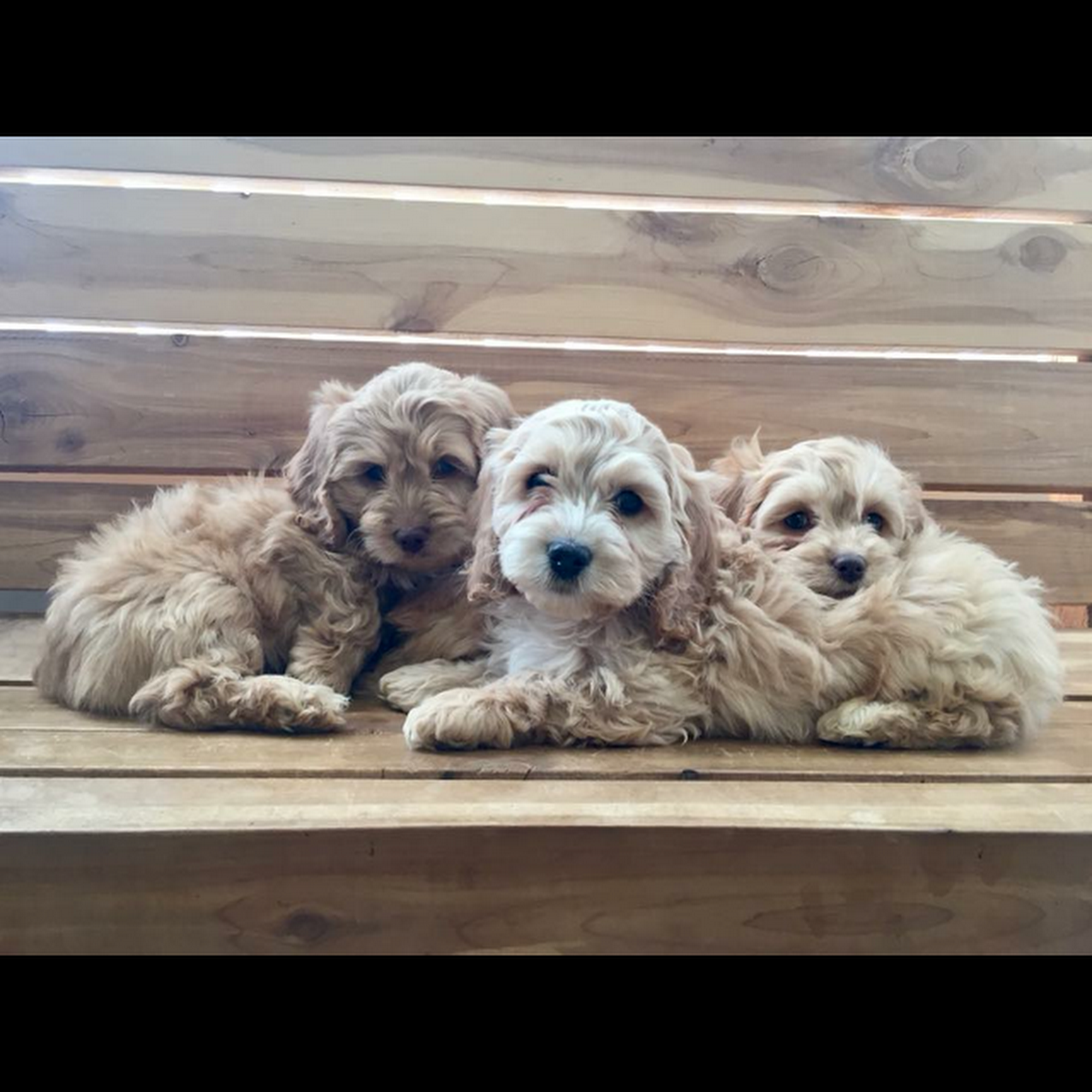 Todd County Animal Clinic, Inc. Elkton