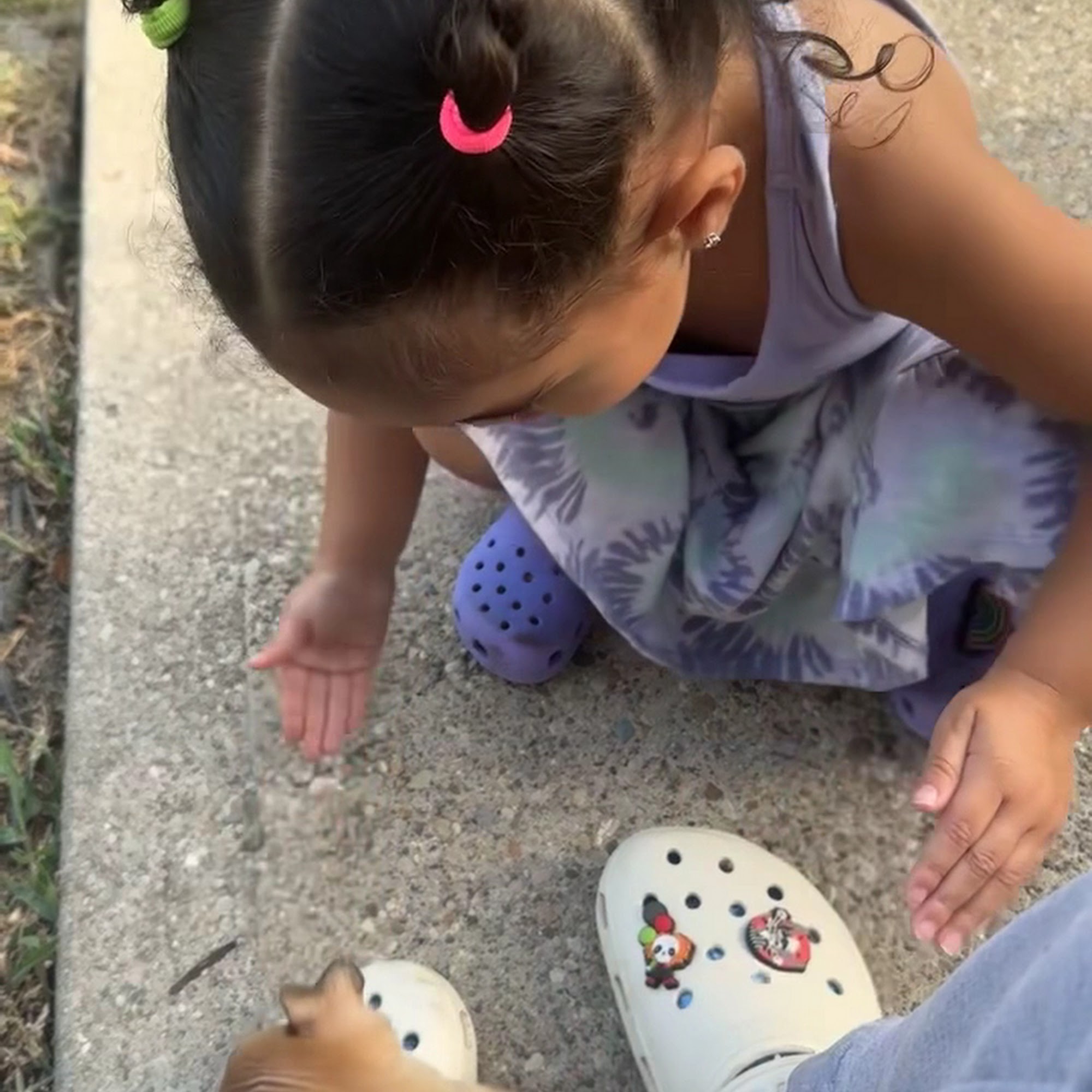 Erlanger Veterinary Hospital Erlanger