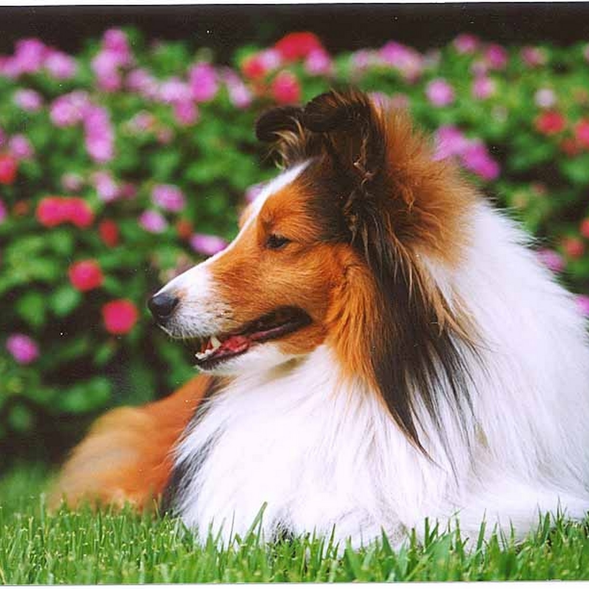 Edgewood Animal Clinic Erlanger