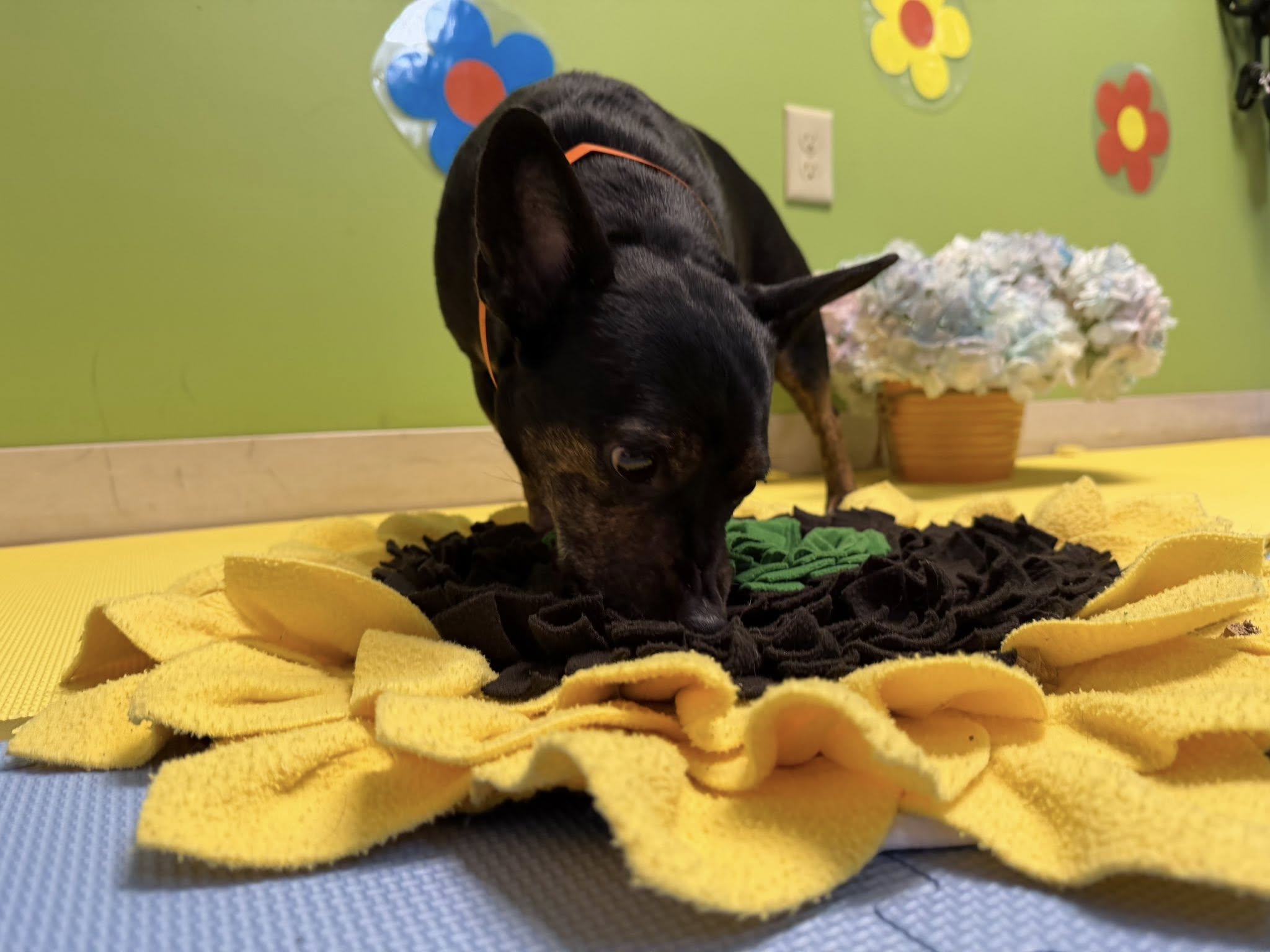 PetSuites Erlanger Erlanger