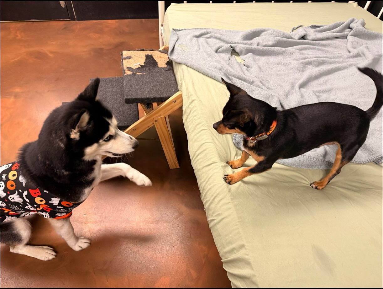 Dogtown Northern Kentucky (Erlanger) Erlanger