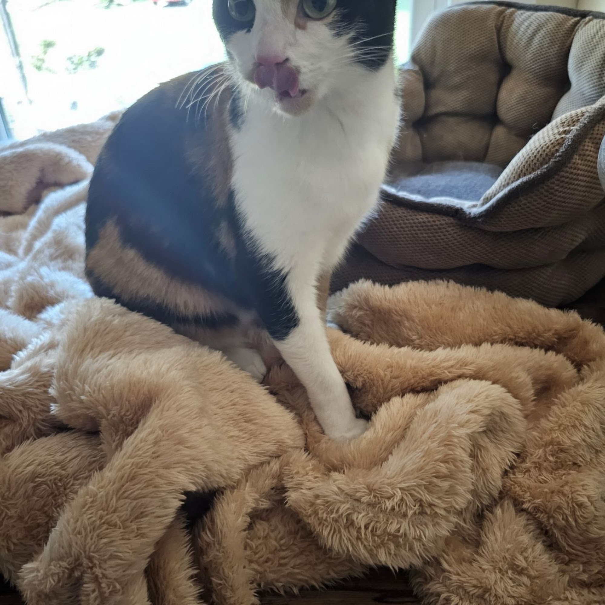 NKY Paw Pals - Pet Sitters Erlanger