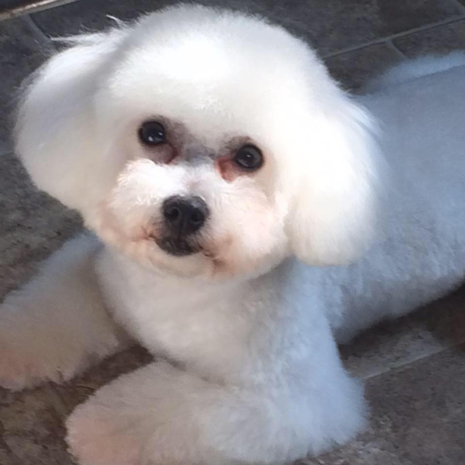 Mary's Pampered Pets Bow-Tique Flatwoods