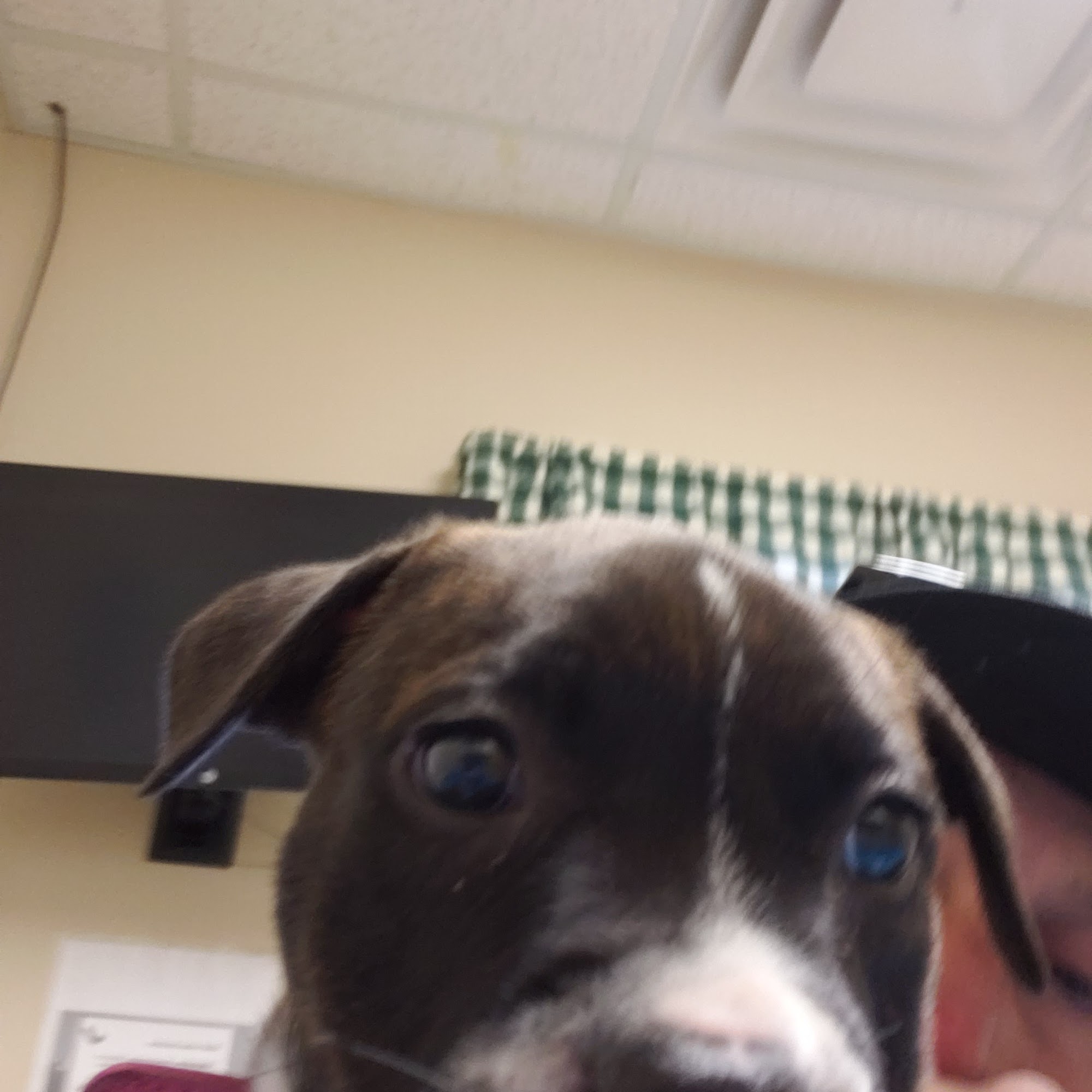 Fleming County Animal Hospital Flemingsburg