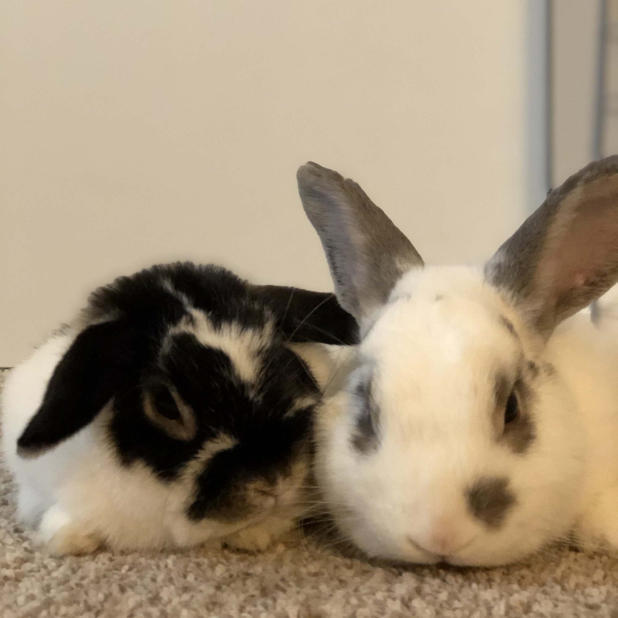 Florence Veterinary Hospital Florence