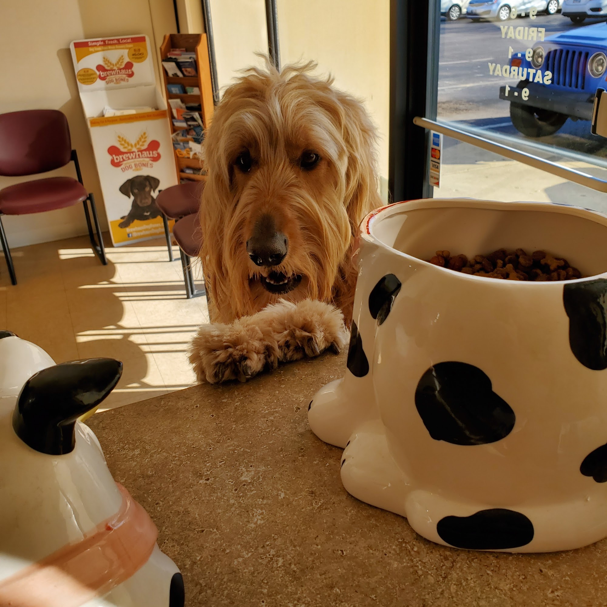 Shelby Street Veterinary Hospital Florence