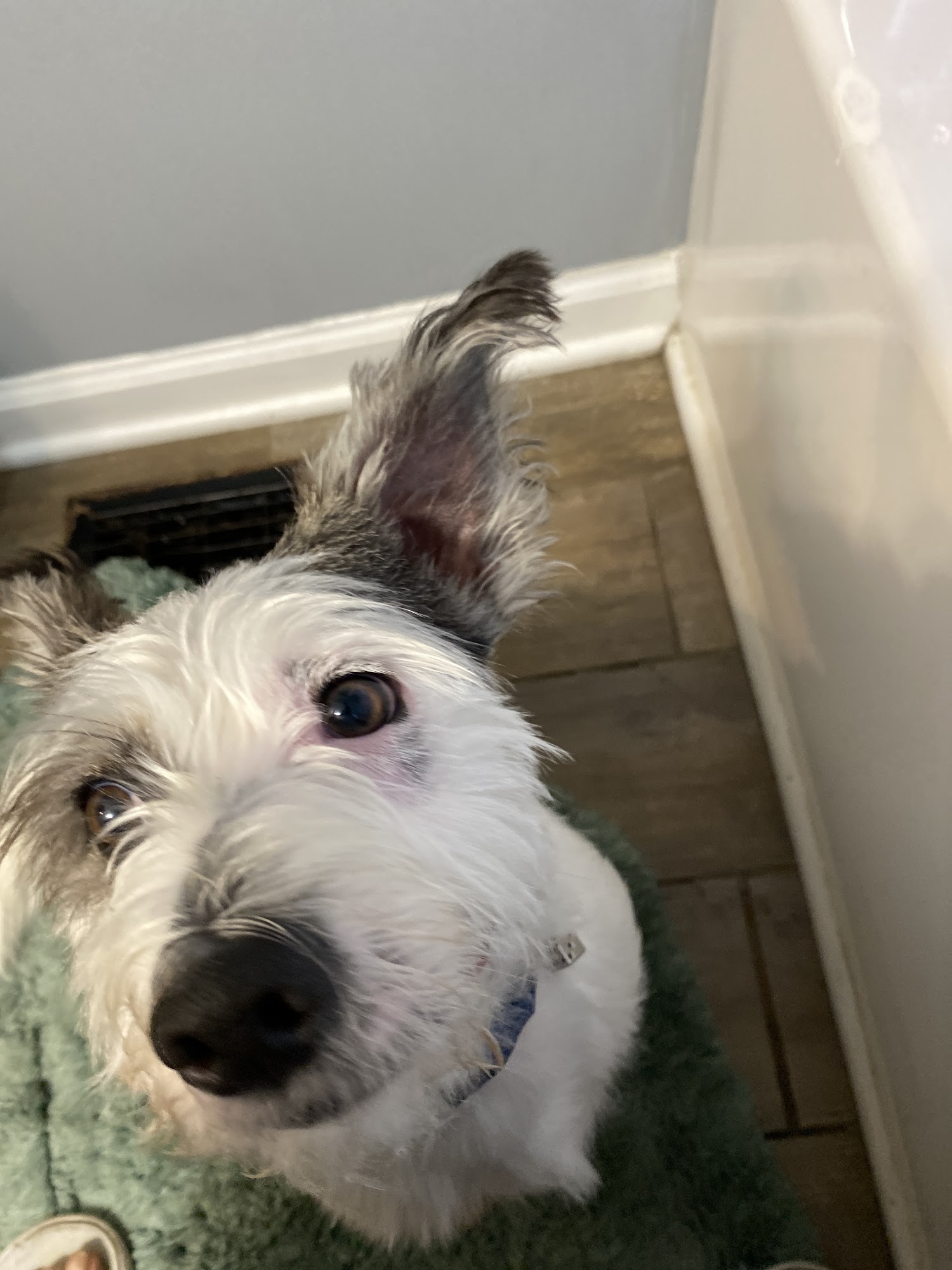 Noah's Ark Animal Clinic of Florence Florence