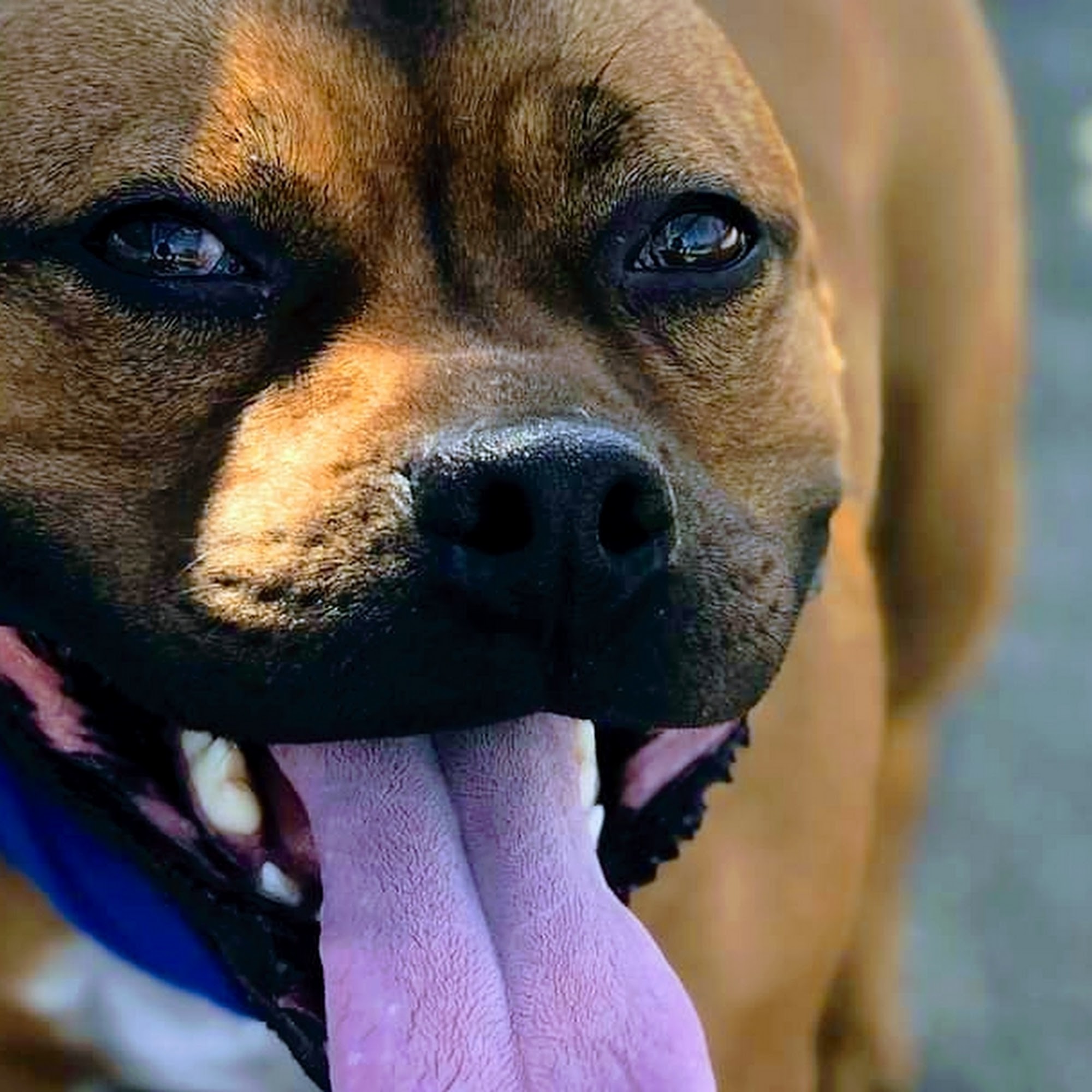 NKY Pet Sit LLC Florence