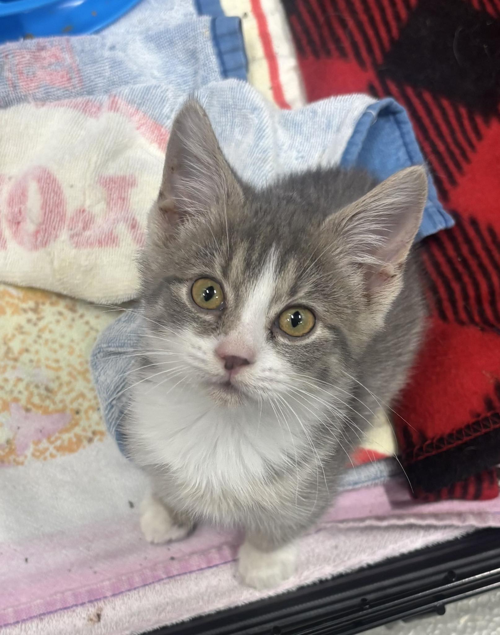 Fort Knox Veterinary Treatment Facility Fort Knox