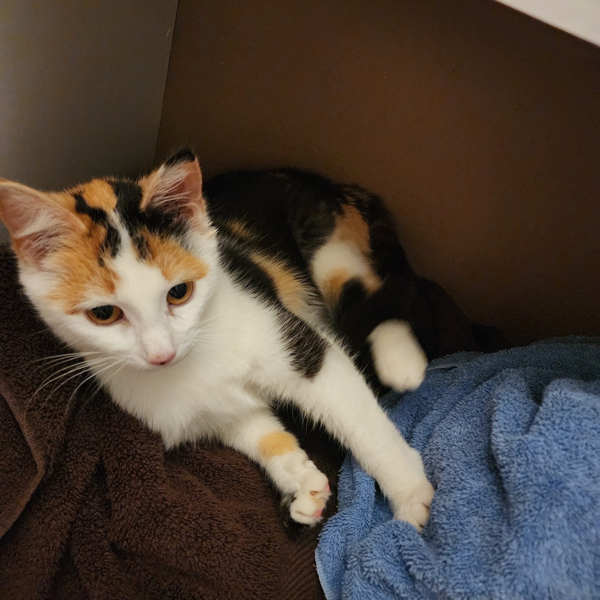 Fort Thomas Animal Hospital Fort Thomas