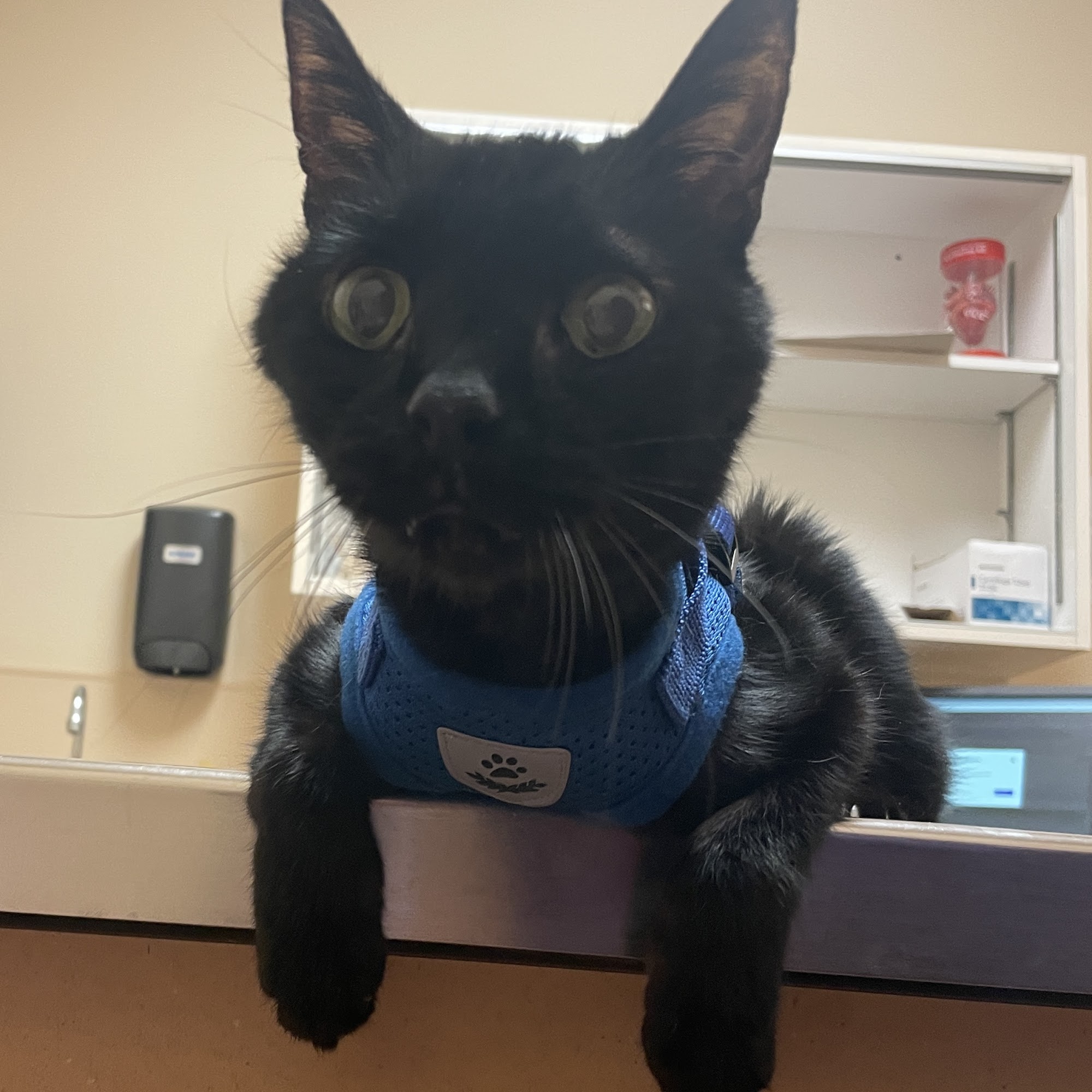 Noah's Ark Animal Clinic of Ft. Wright Fort Wright