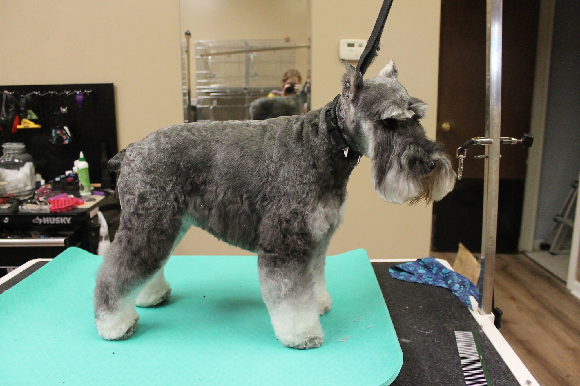 A Diamond in the Ruff Dog Grooming Fort Wright