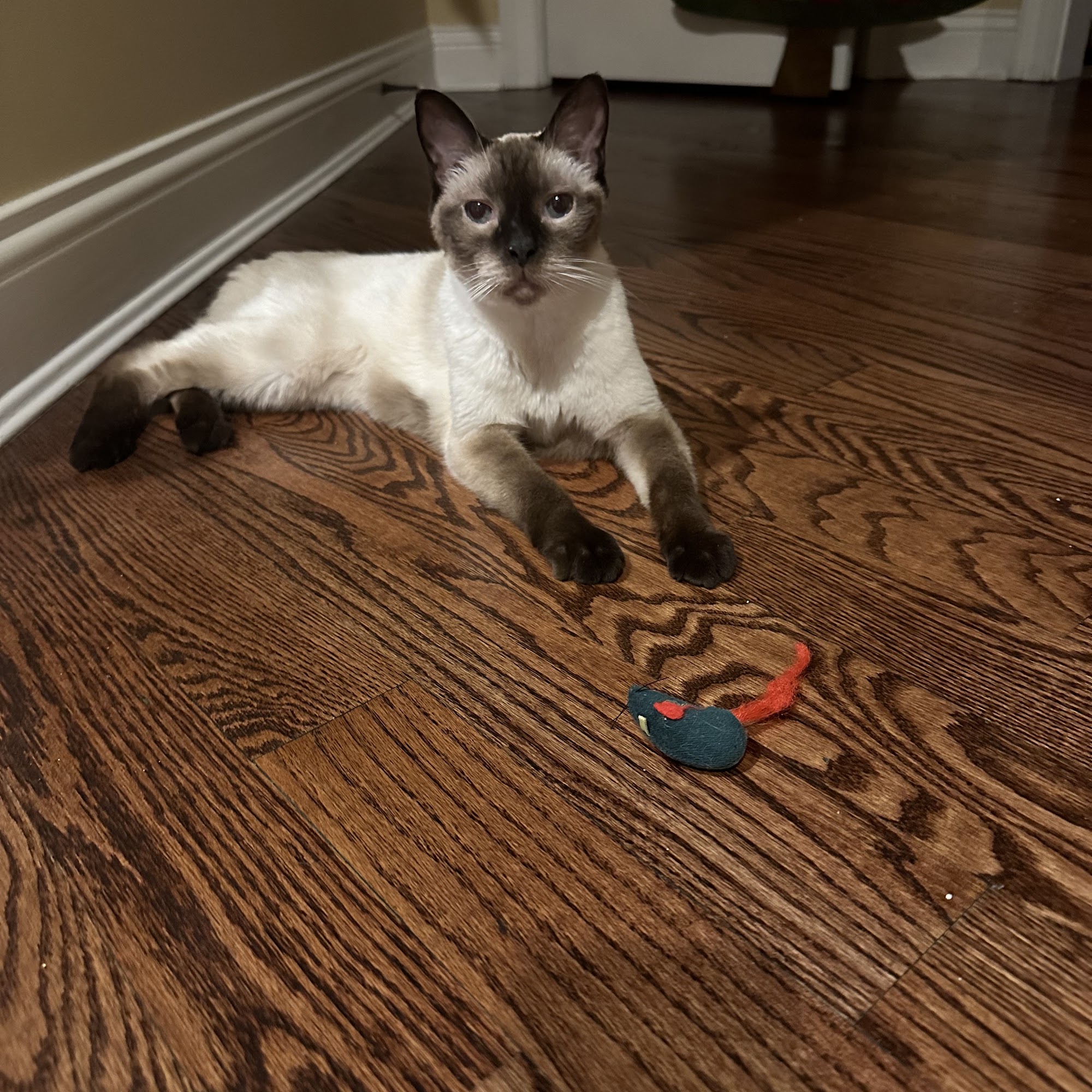 At Home Veterinary House Calls Fort Wright