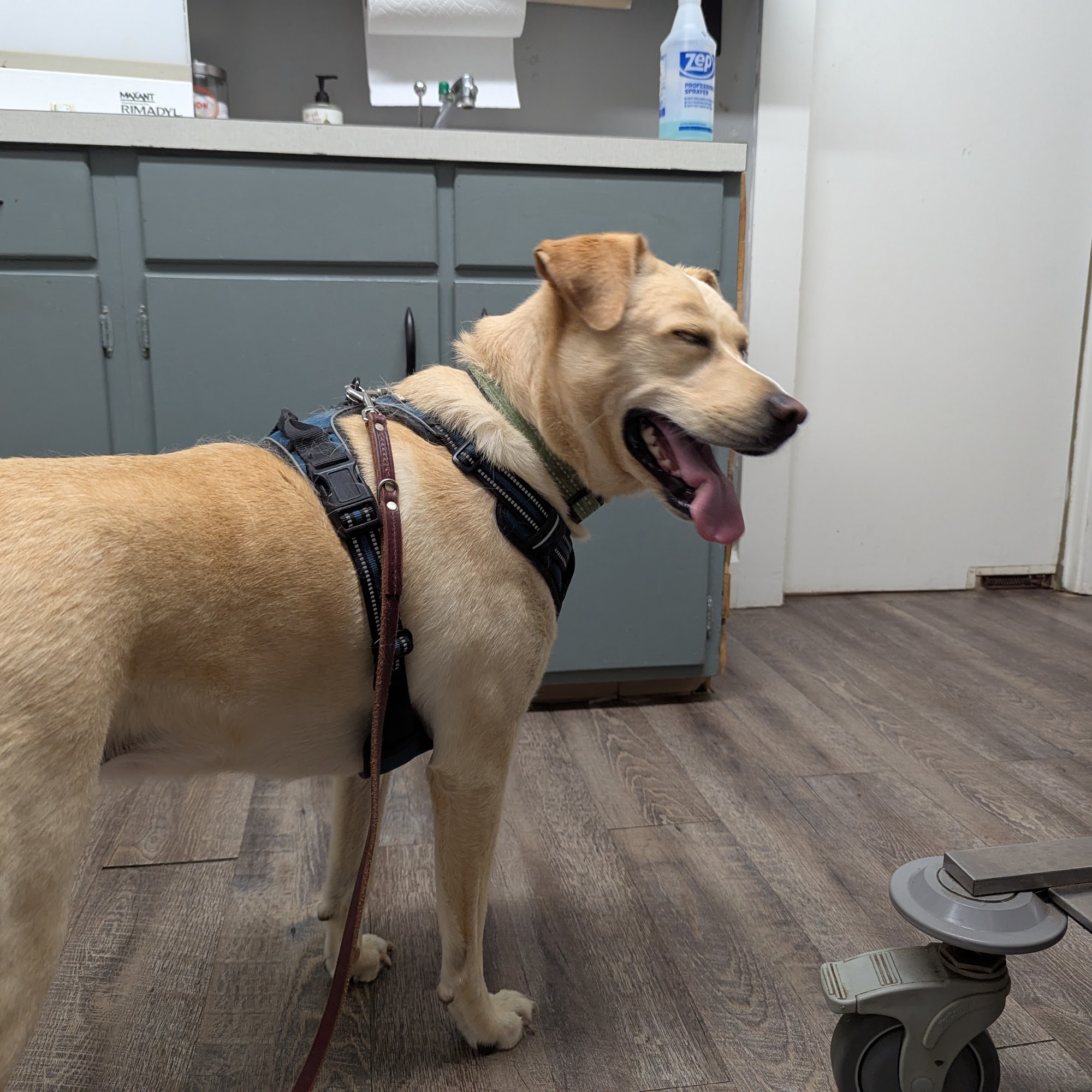 Frankfort Veterinary Clinic Frankfort