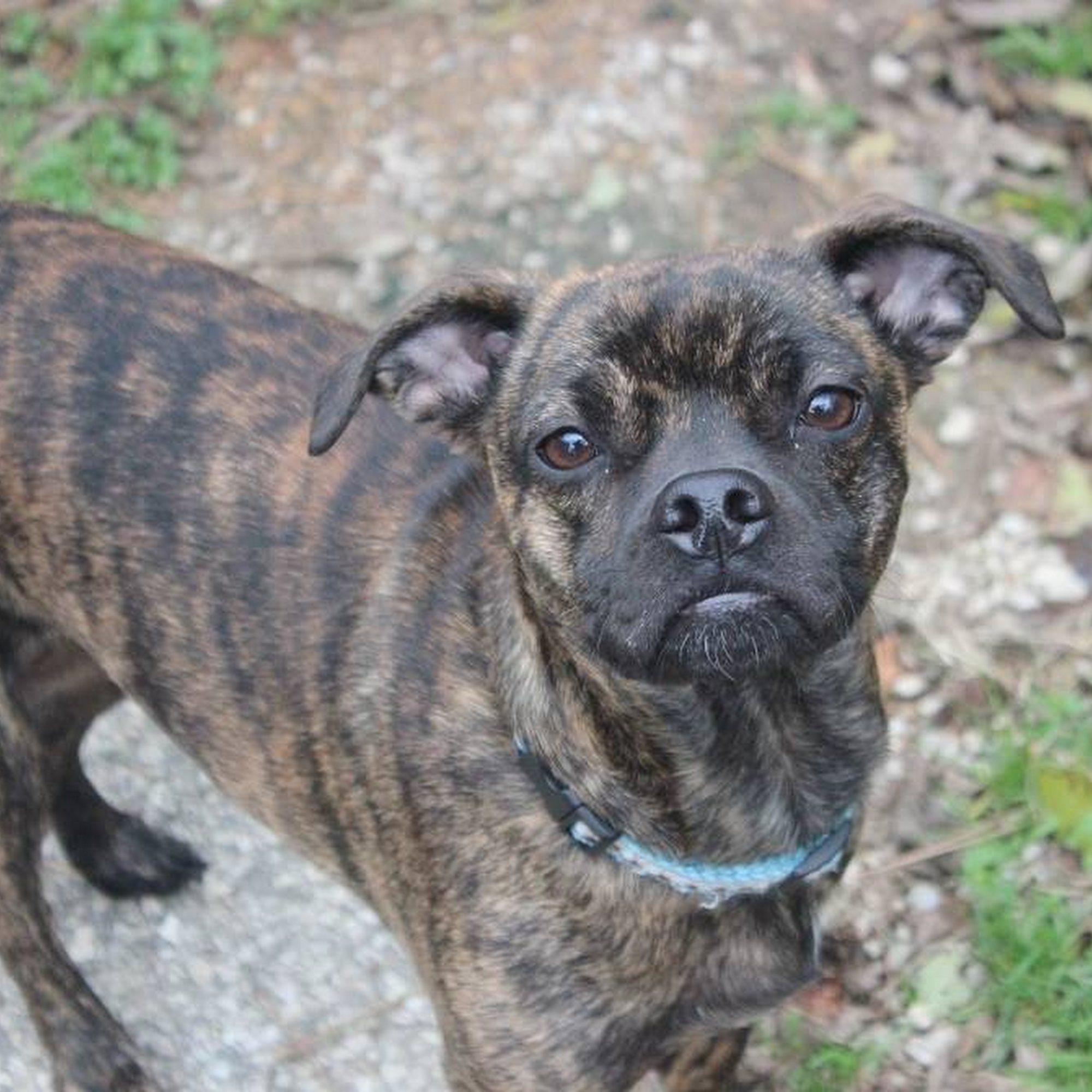 Cornerstone Animal Care Frankfort