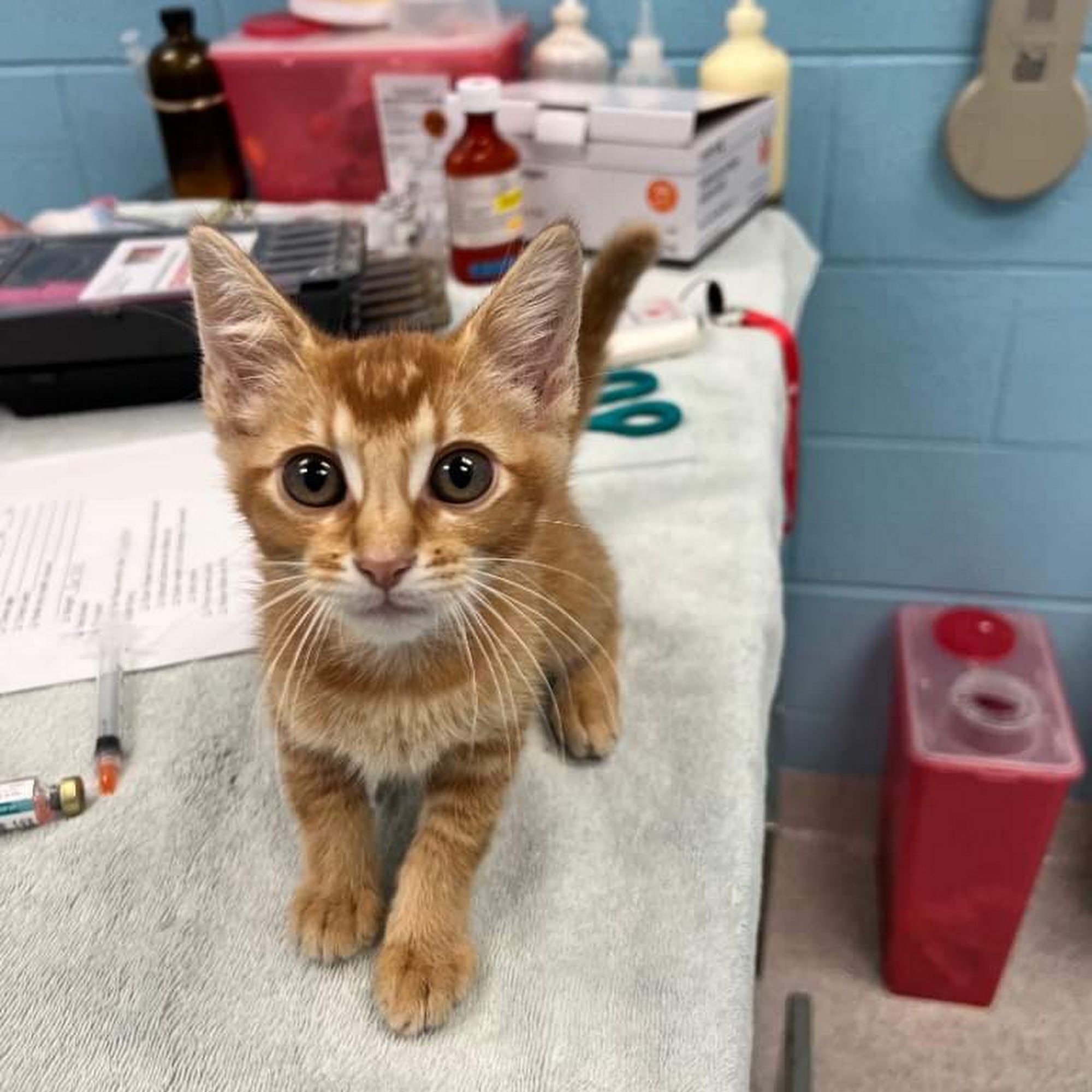 Franklin County Humane Society Frankfort