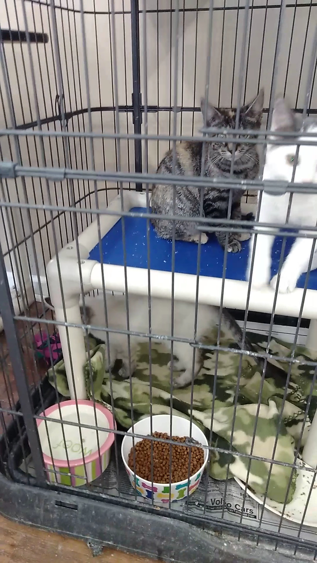 Betty J. Martin L.I.F.E. House for Animals Frankfort