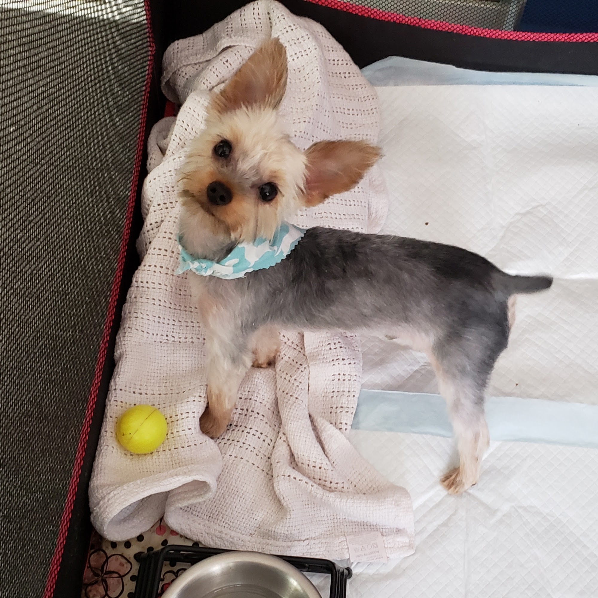 Canine Grooming Frankfort