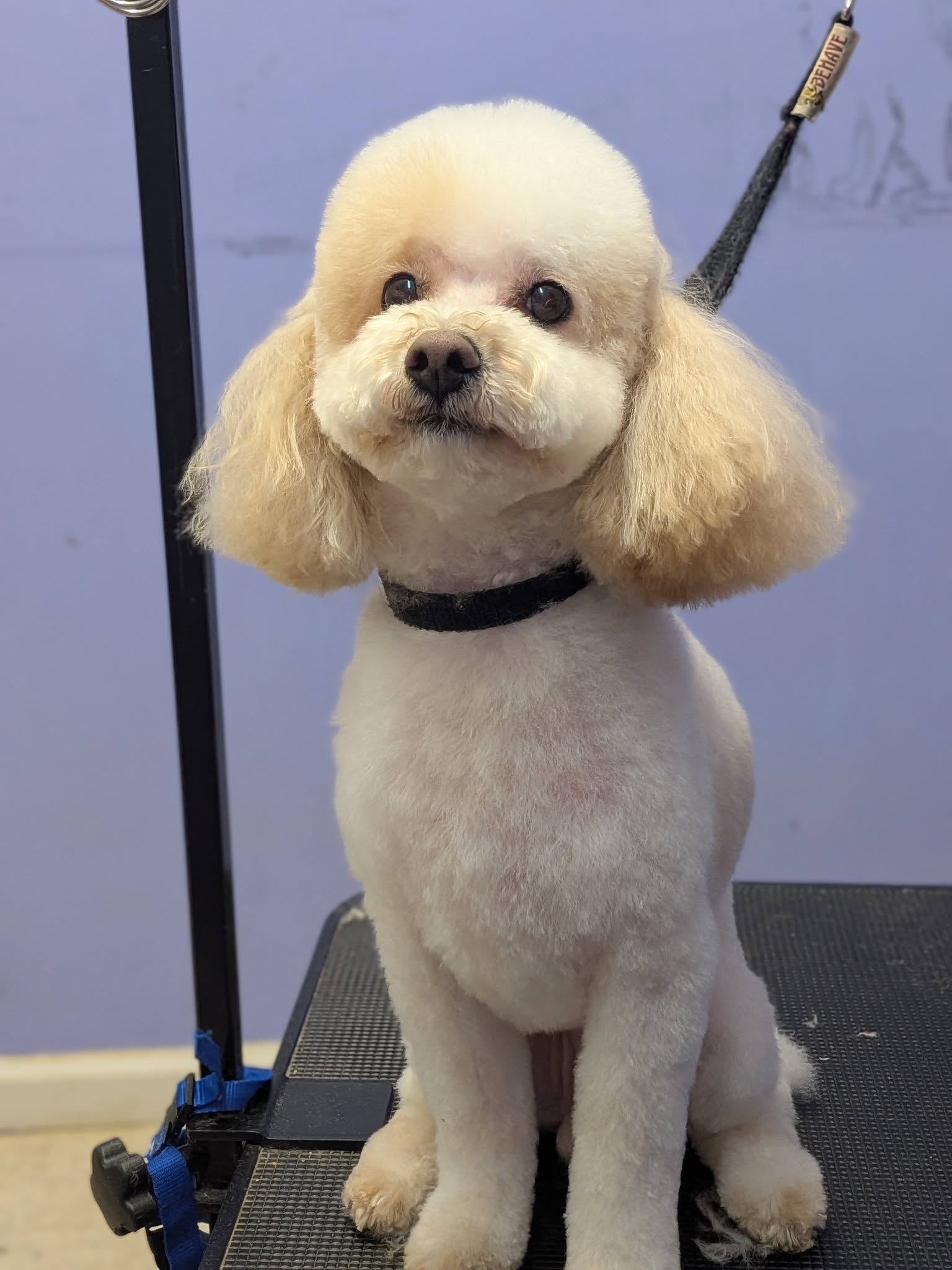 Dog on grooming