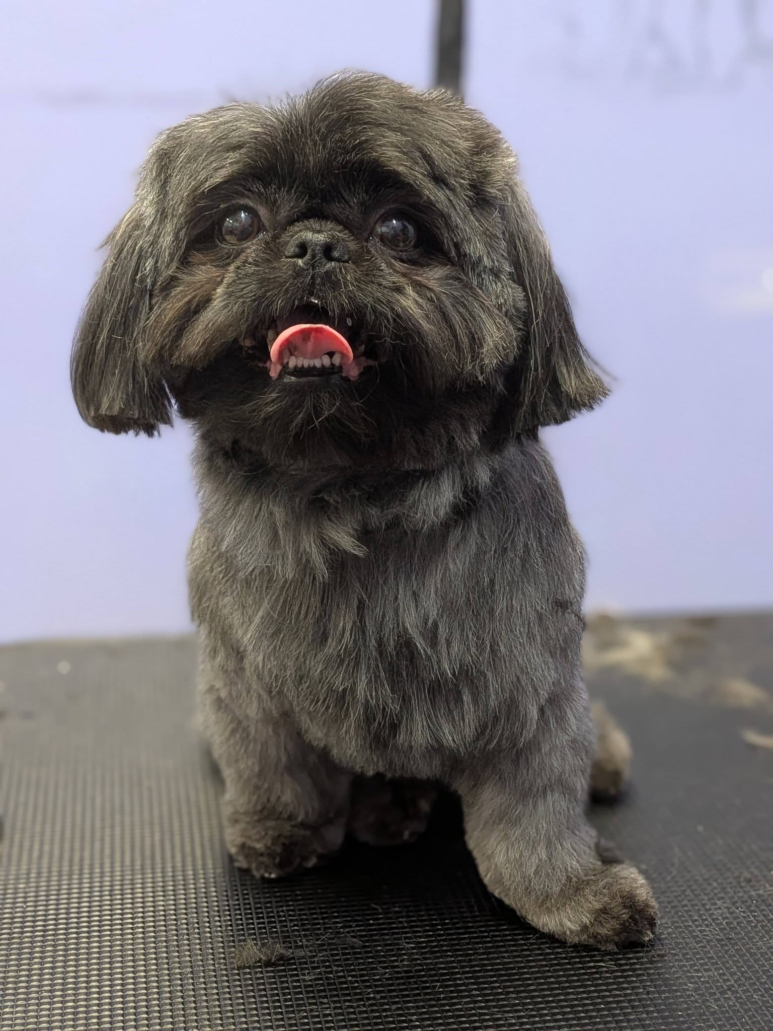 Dog on grooming