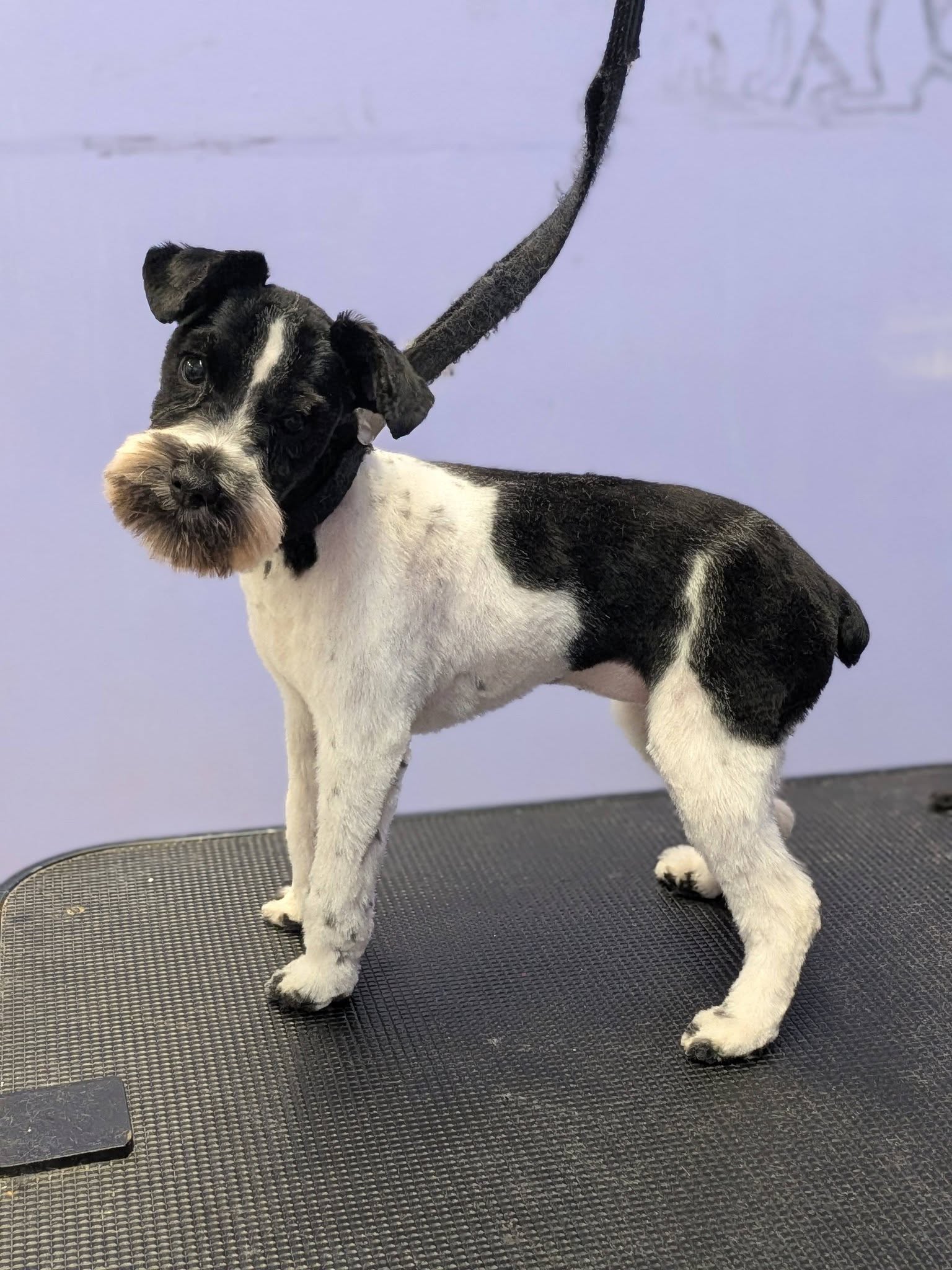 Dog on grooming