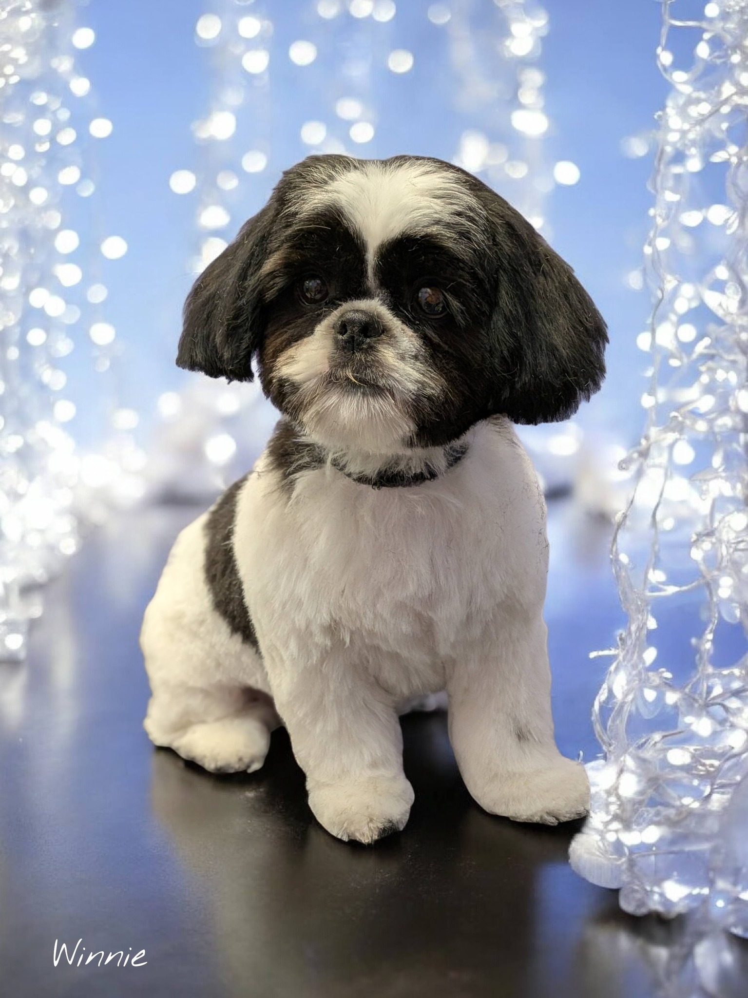Dog on grooming